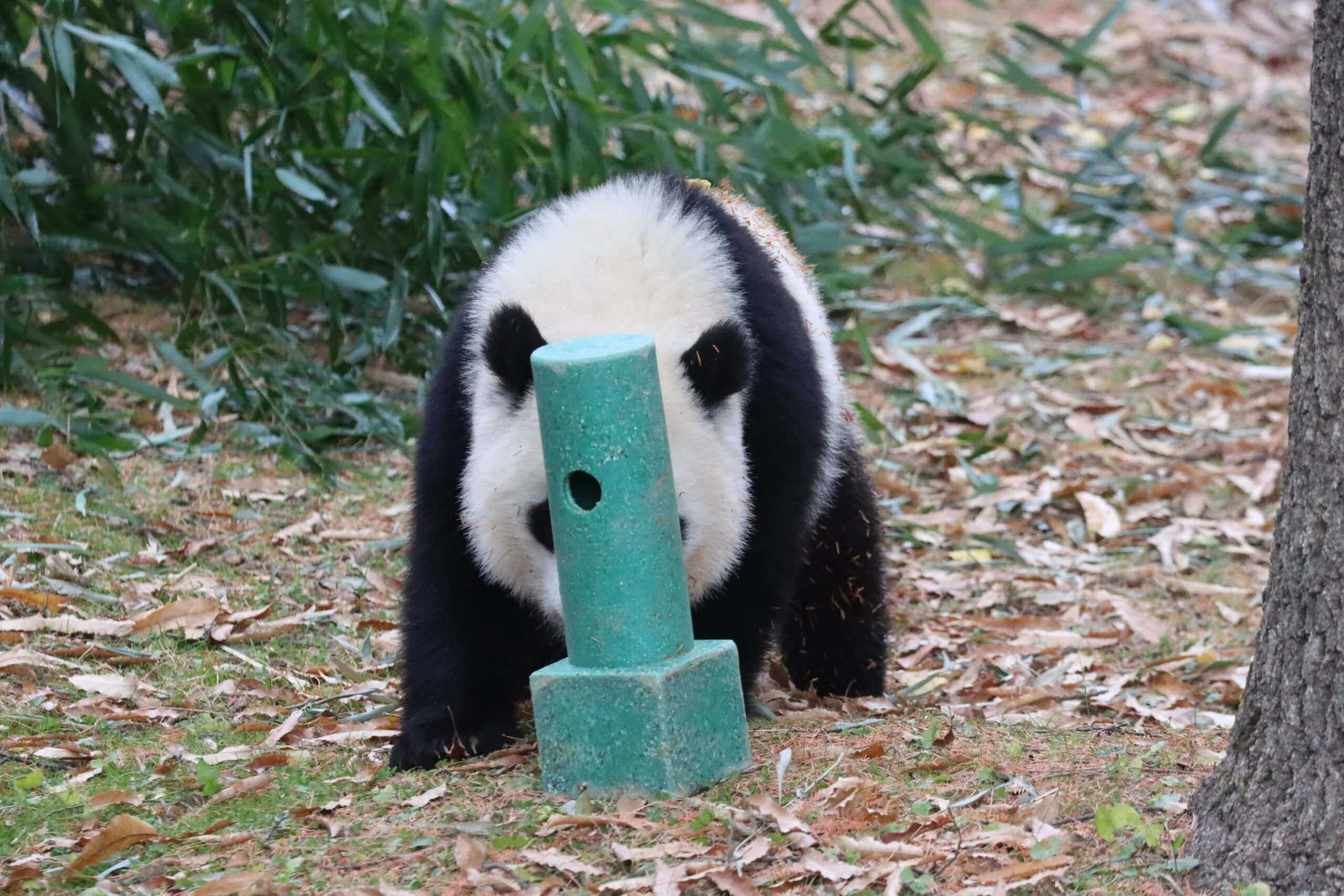 Smithsonian's National Zoo