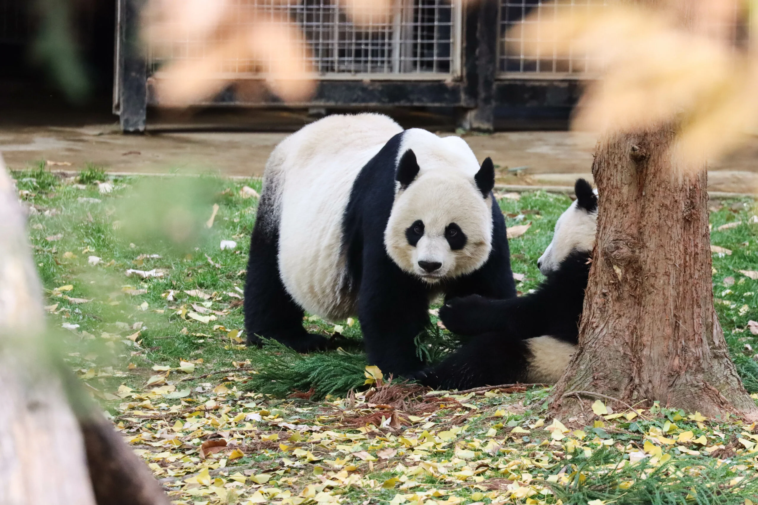 Smithsonian's National Zoo