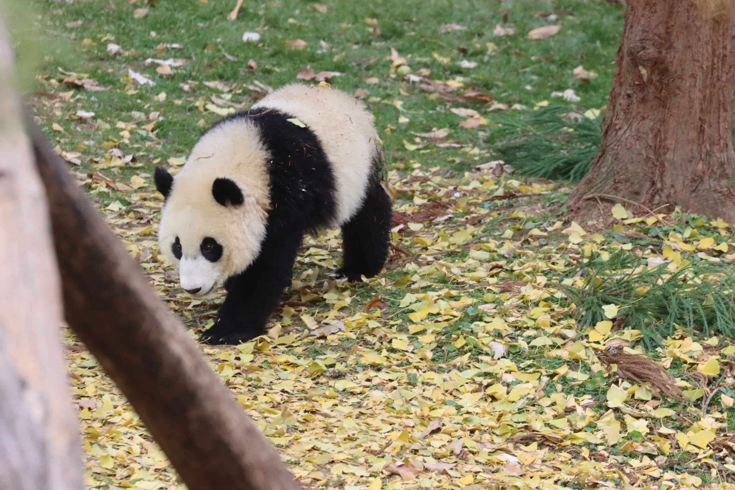 Smithsonian's National Zoo