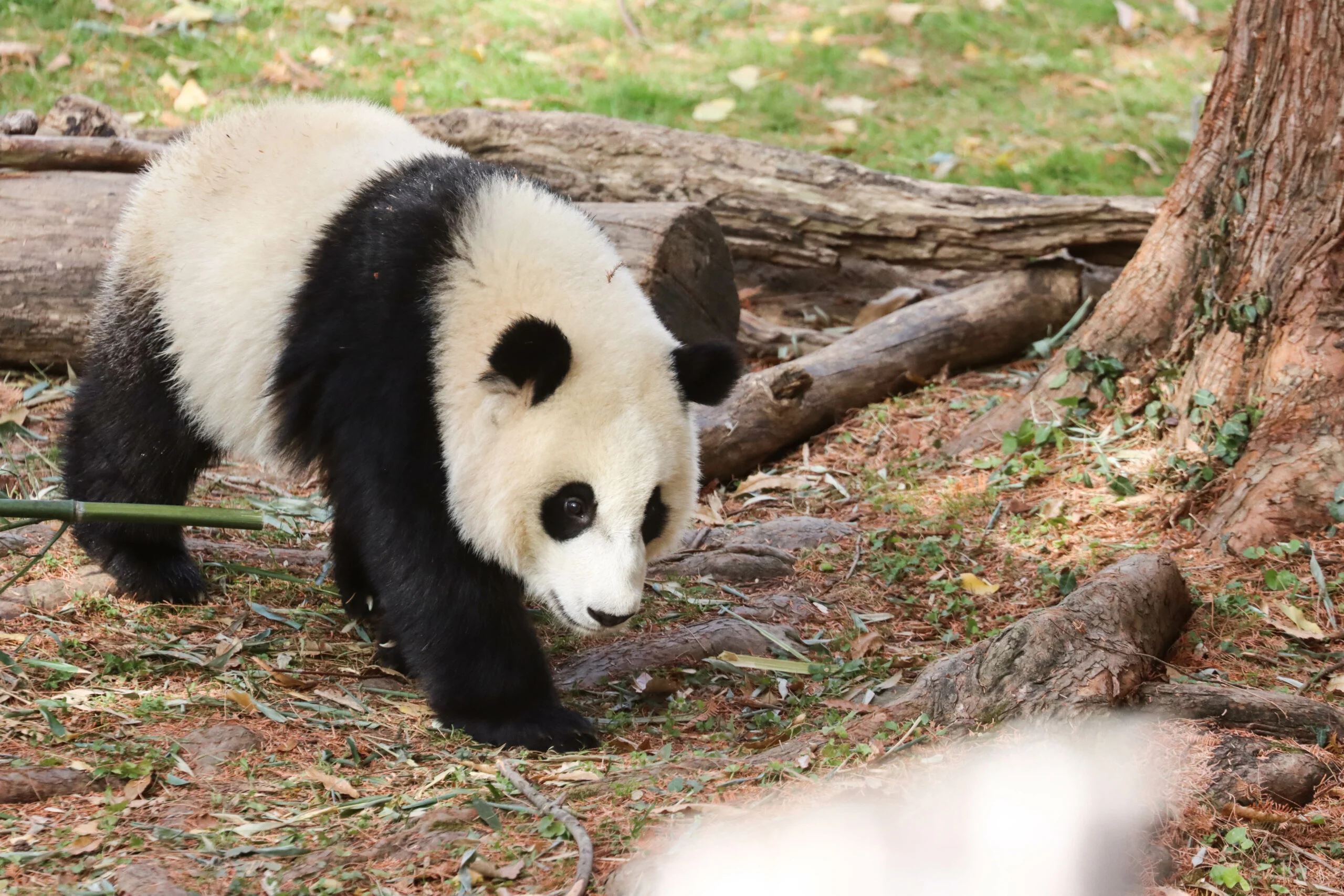 Smithsonian's National Zoo