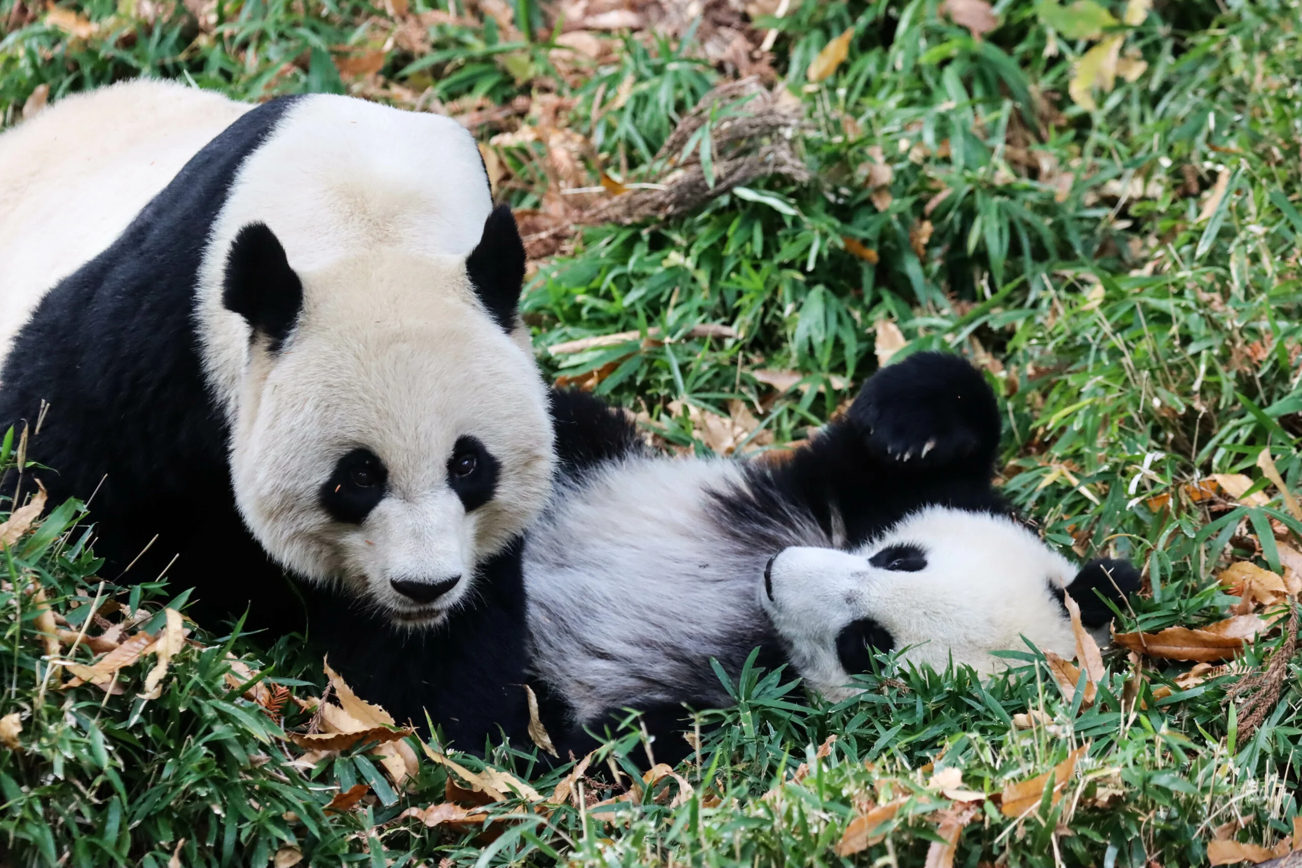Smithsonian's National Zoo