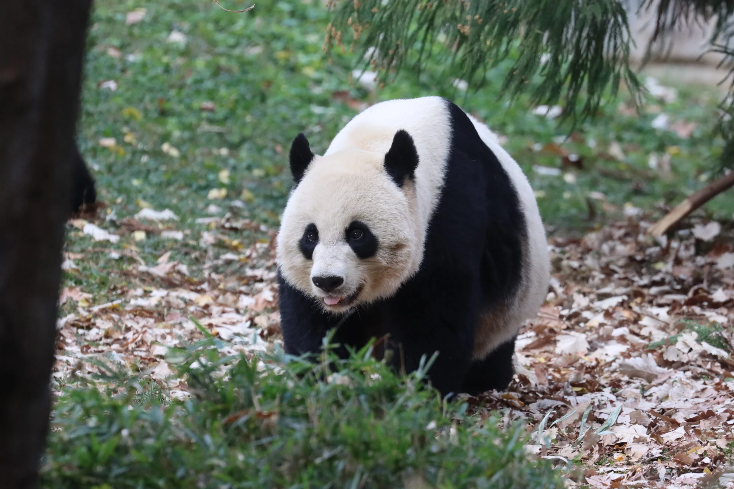 Smithsonian's National Zoo
