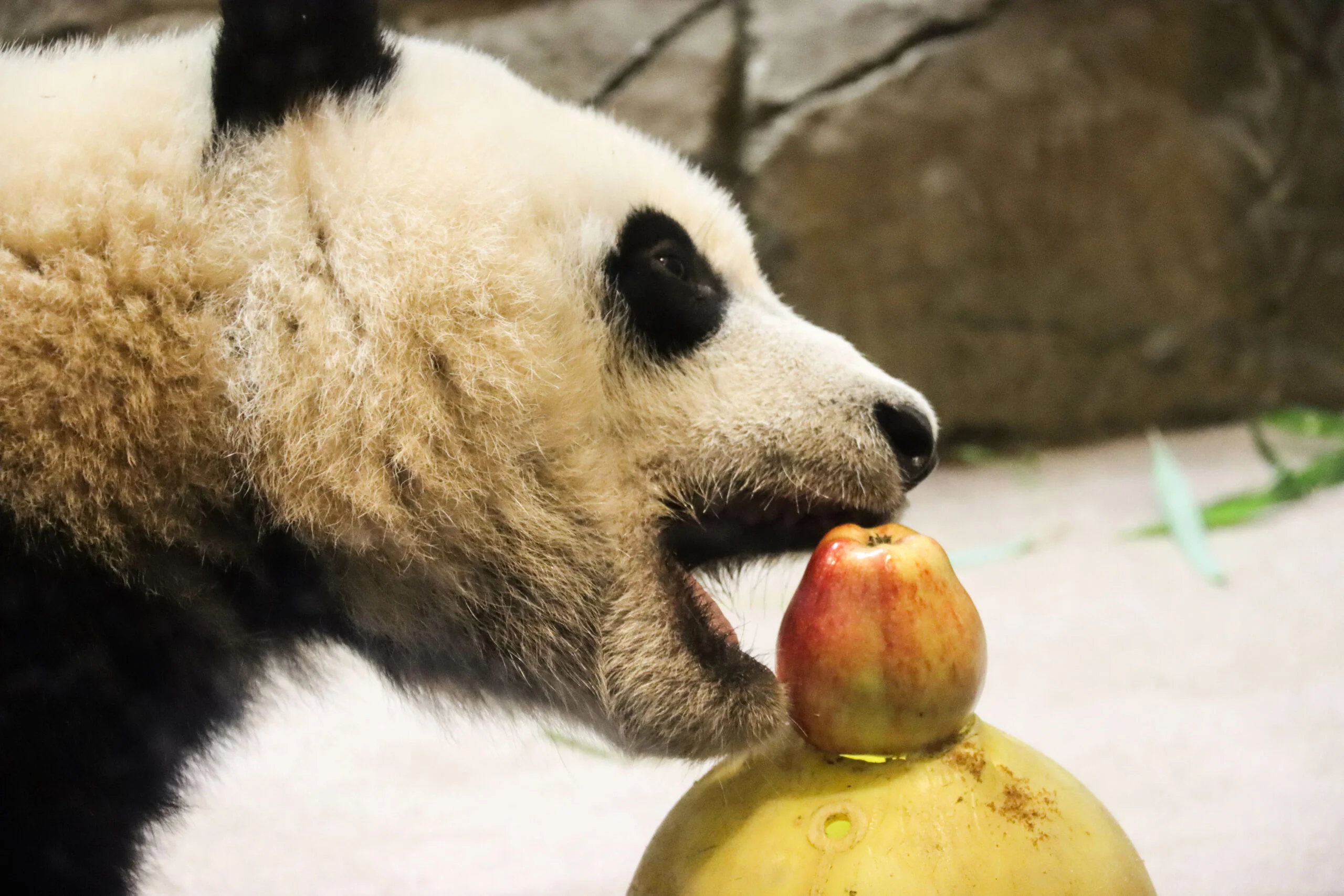 Smithsonian's National Zoo