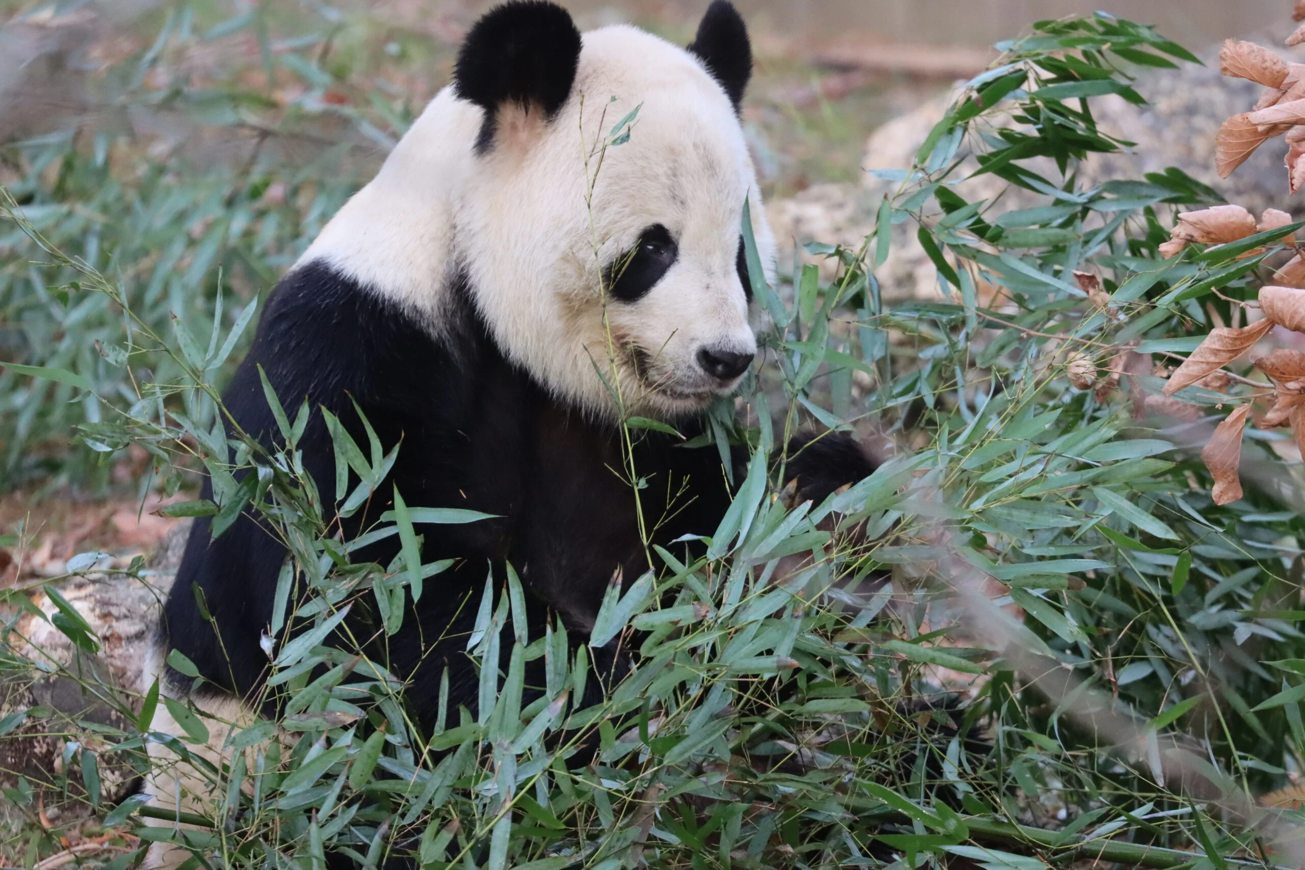 Smithsonian's National Zoo
