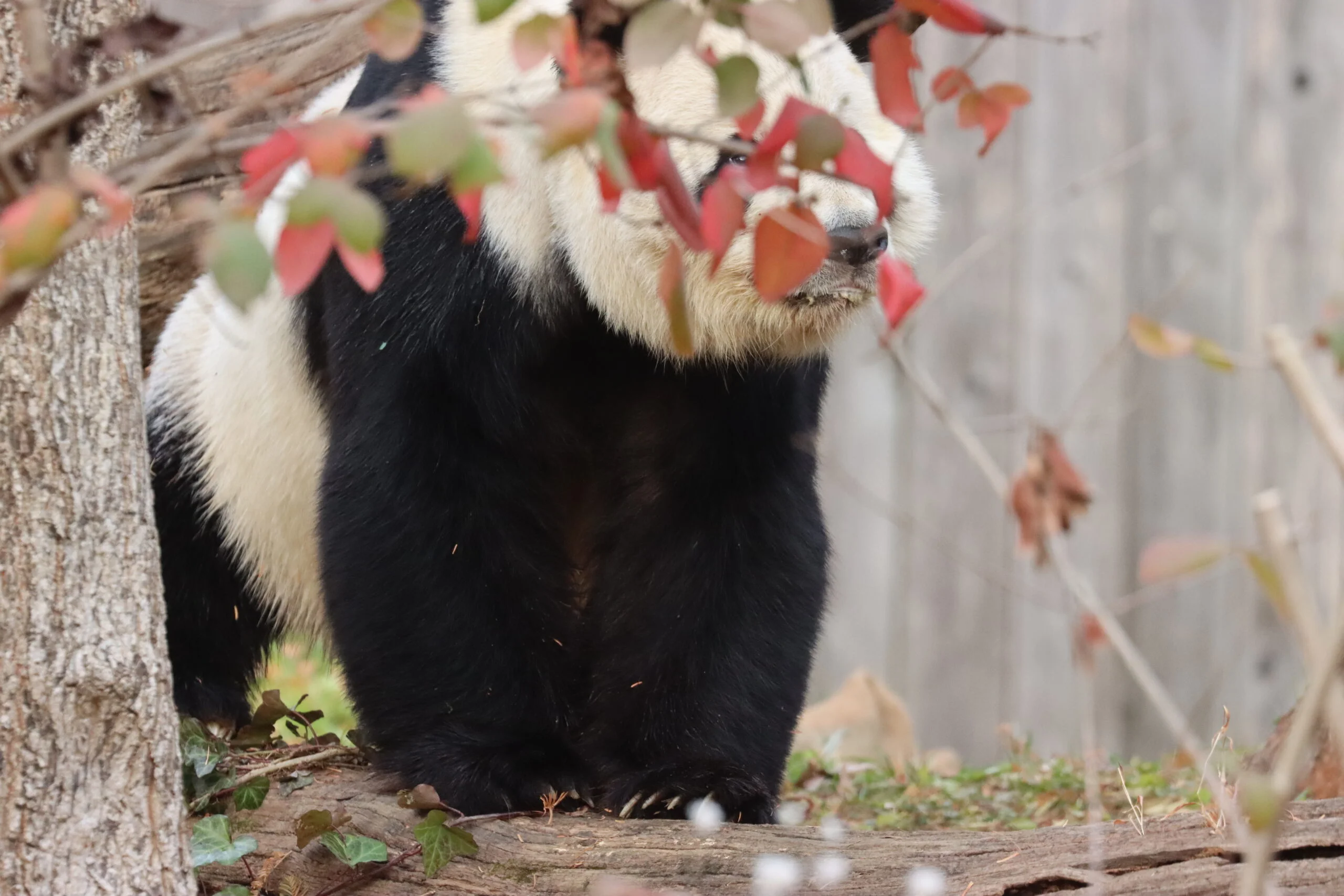 Smithsonian's National Zoo