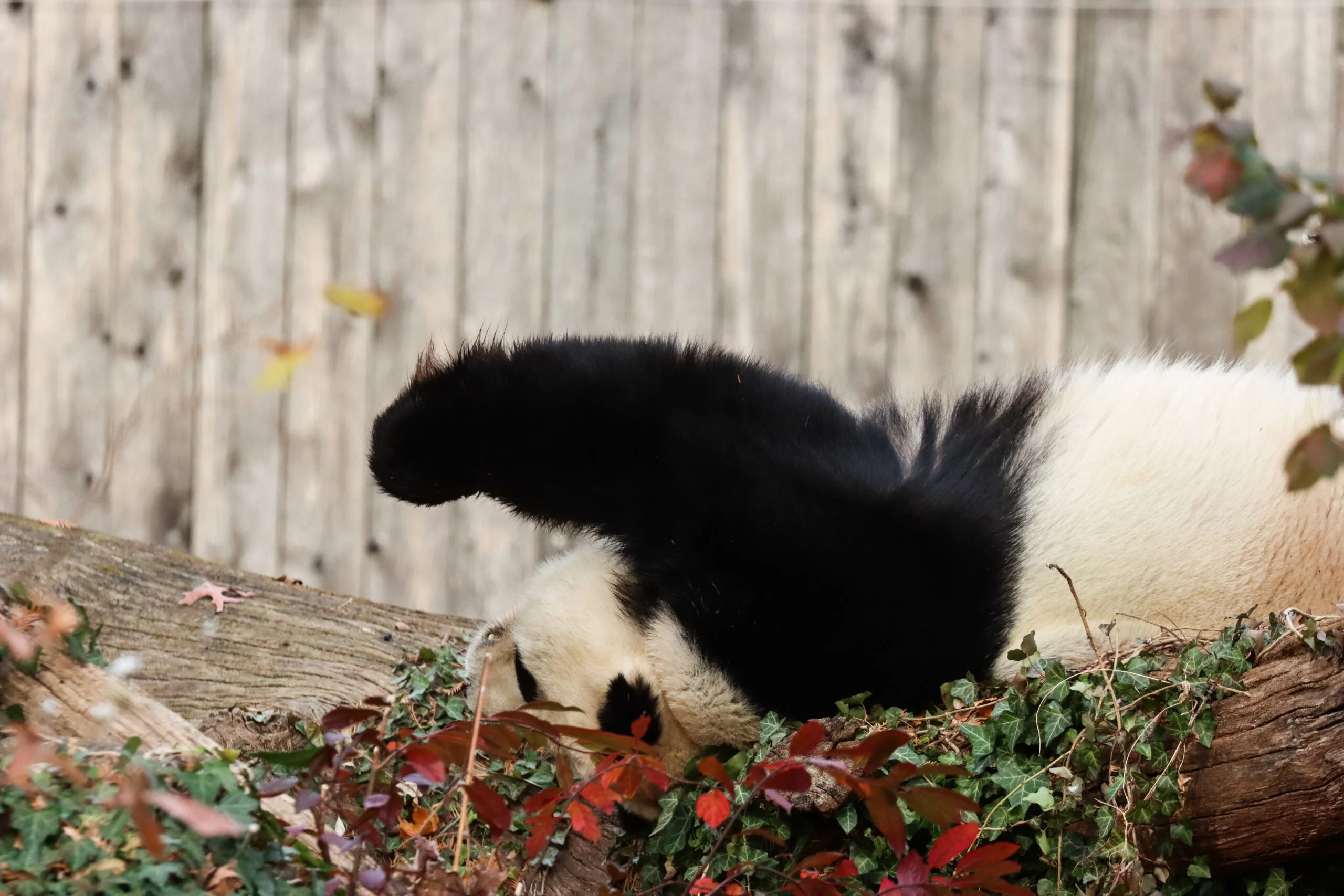 Smithsonian's National Zoo