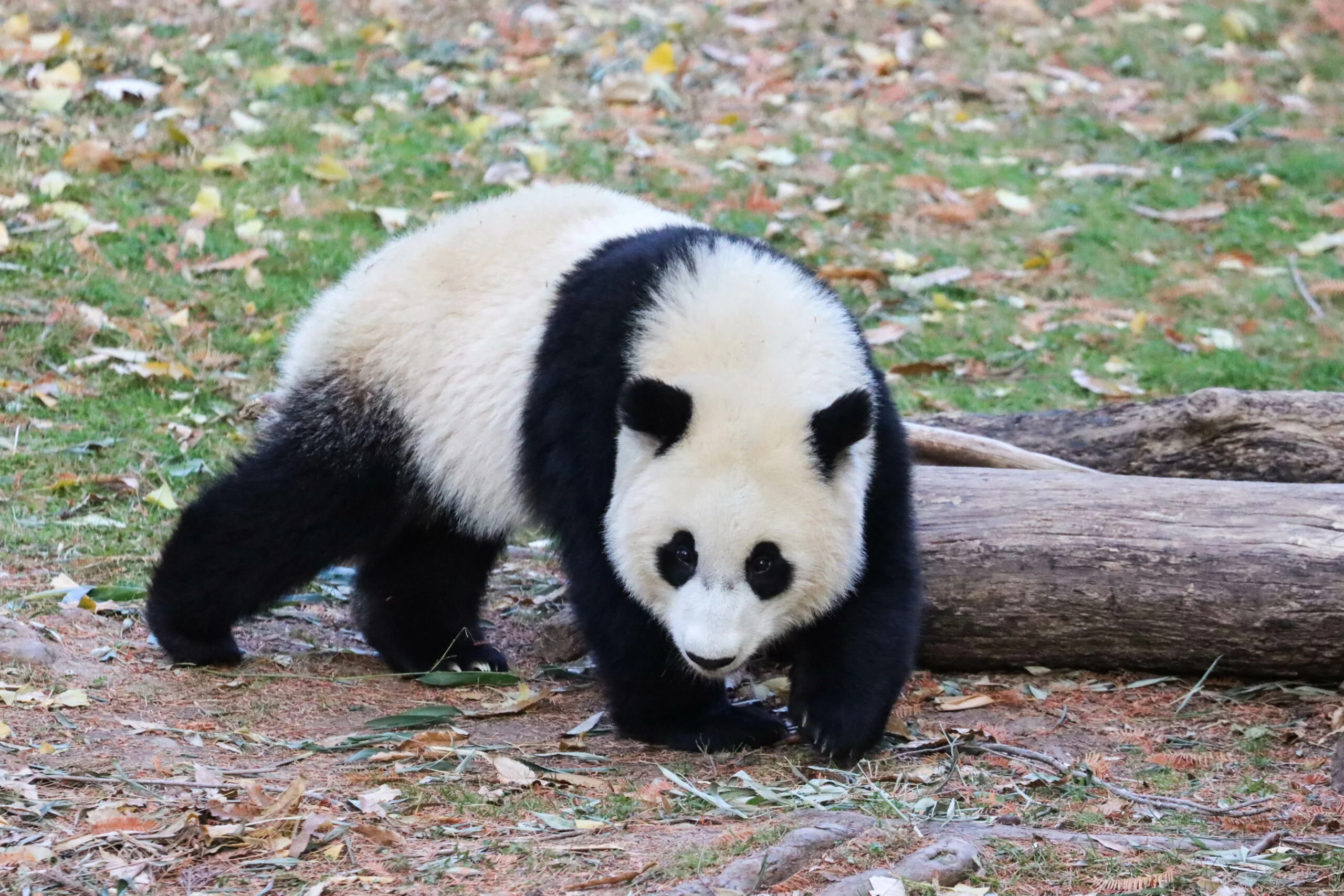 Smithsonian's National Zoo