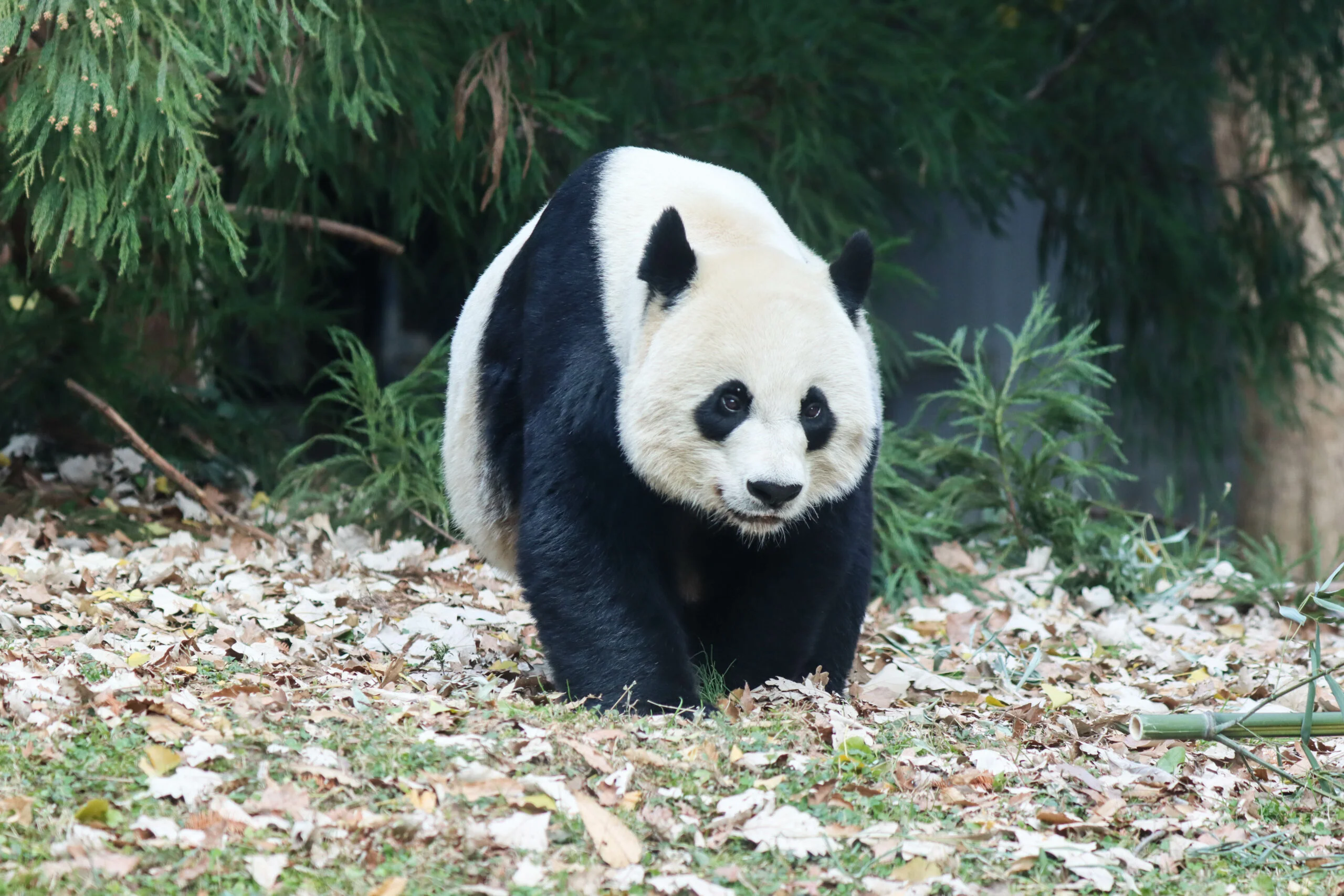 Smithsonian's National Zoo