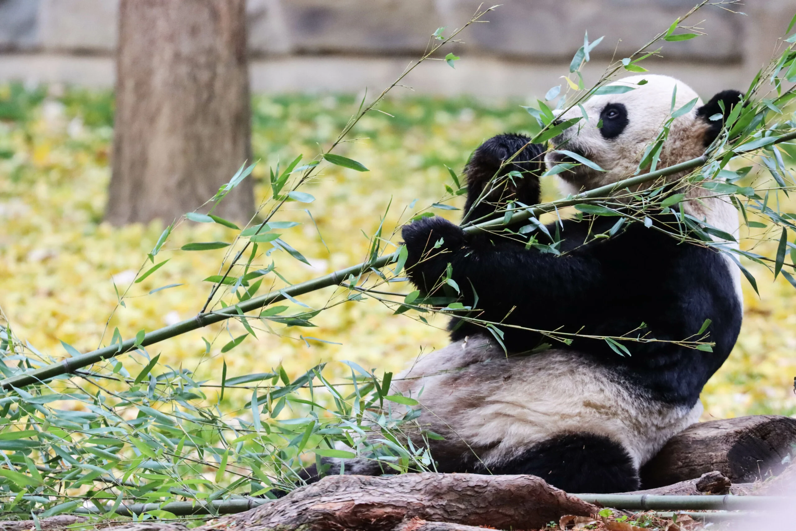 Smithsonian's National Zoo