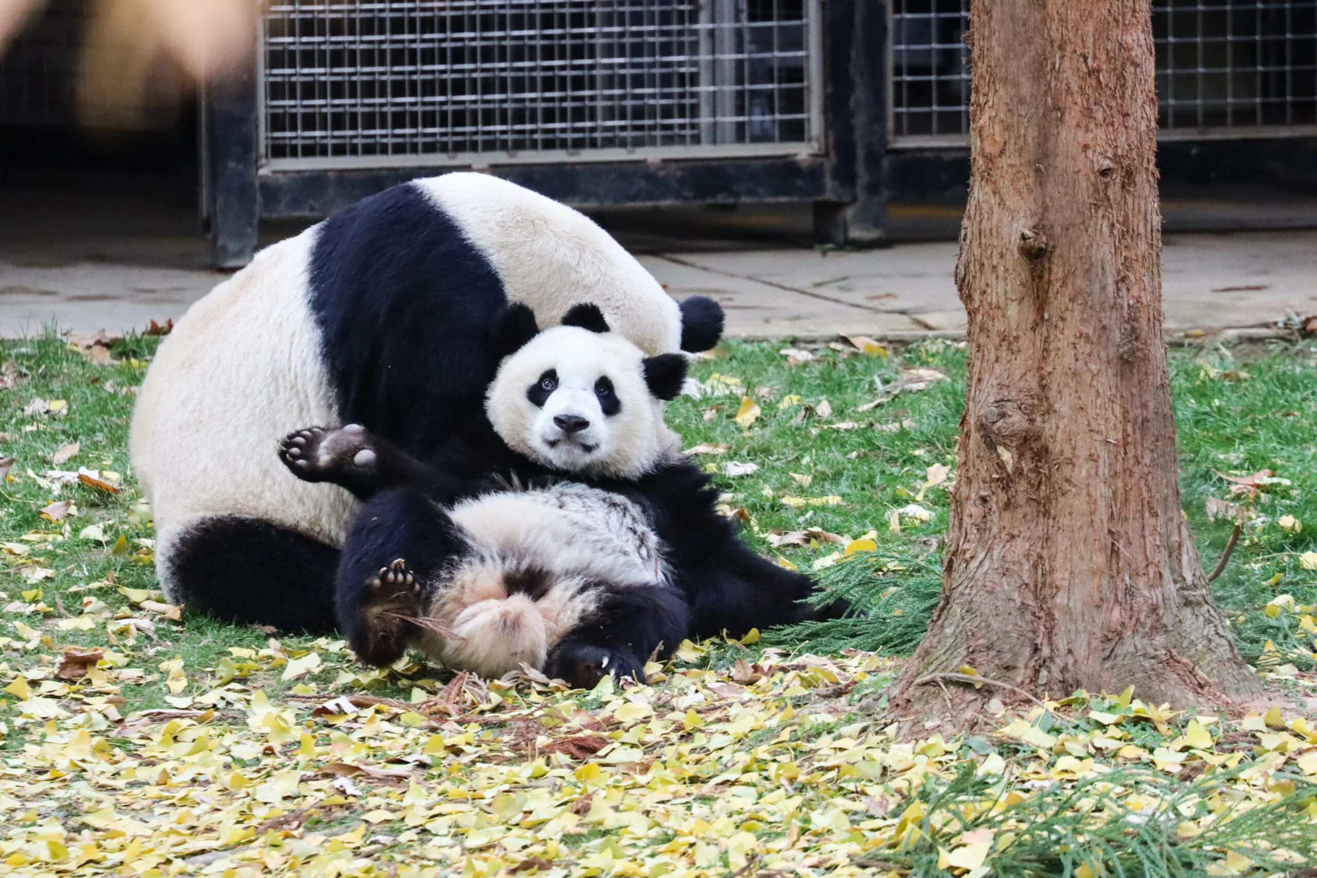 Smithsonian's National Zoo