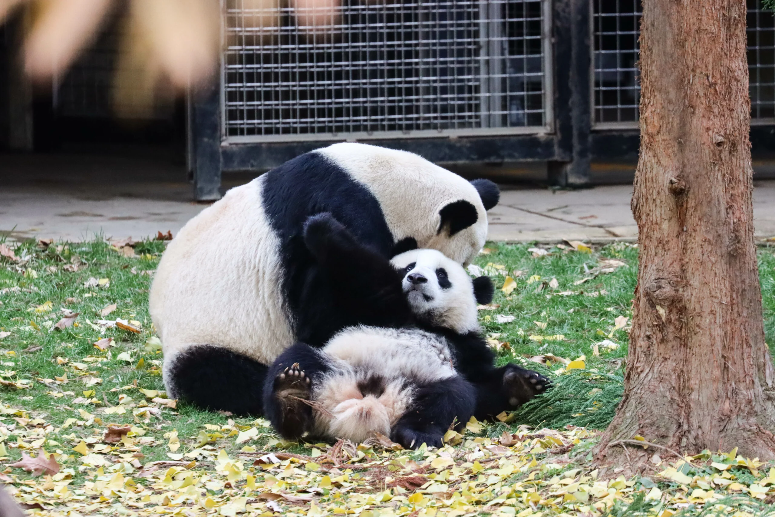 Smithsonian's National Zoo