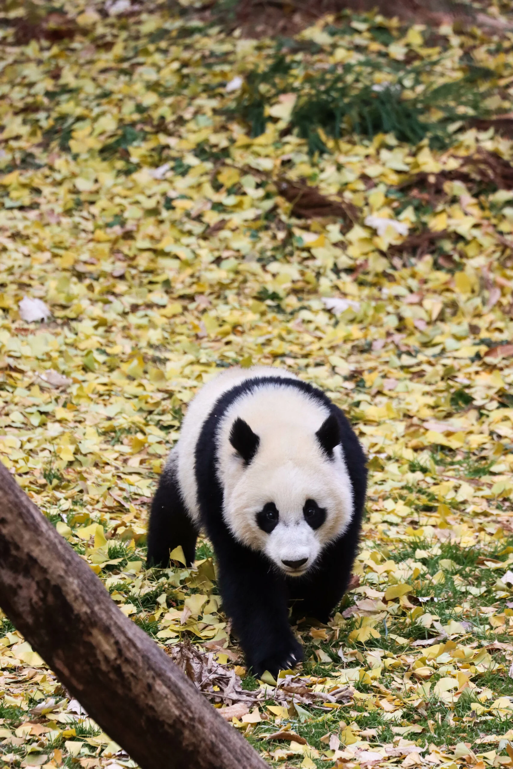 Smithsonian's National Zoo