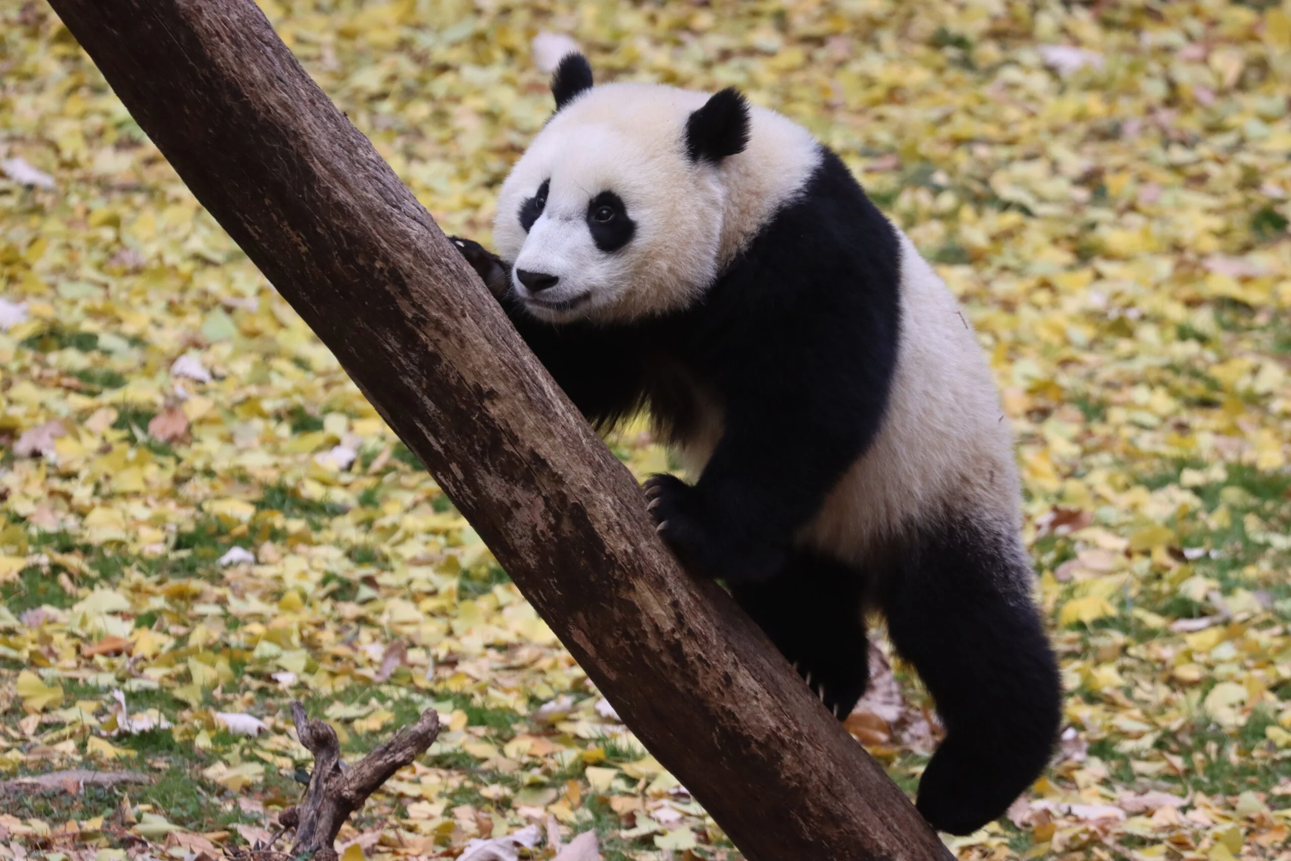 Smithsonian's National Zoo