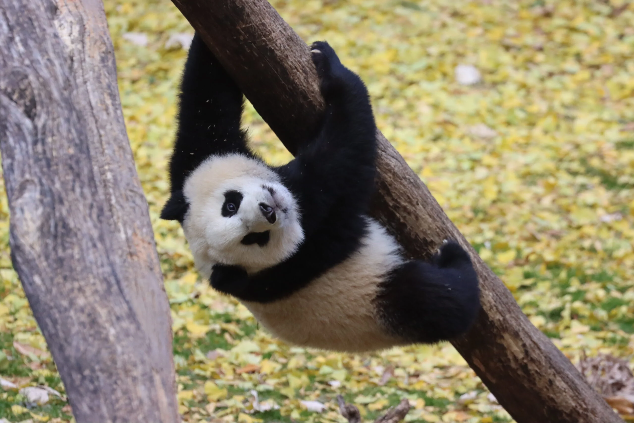 Smithsonian's National Zoo