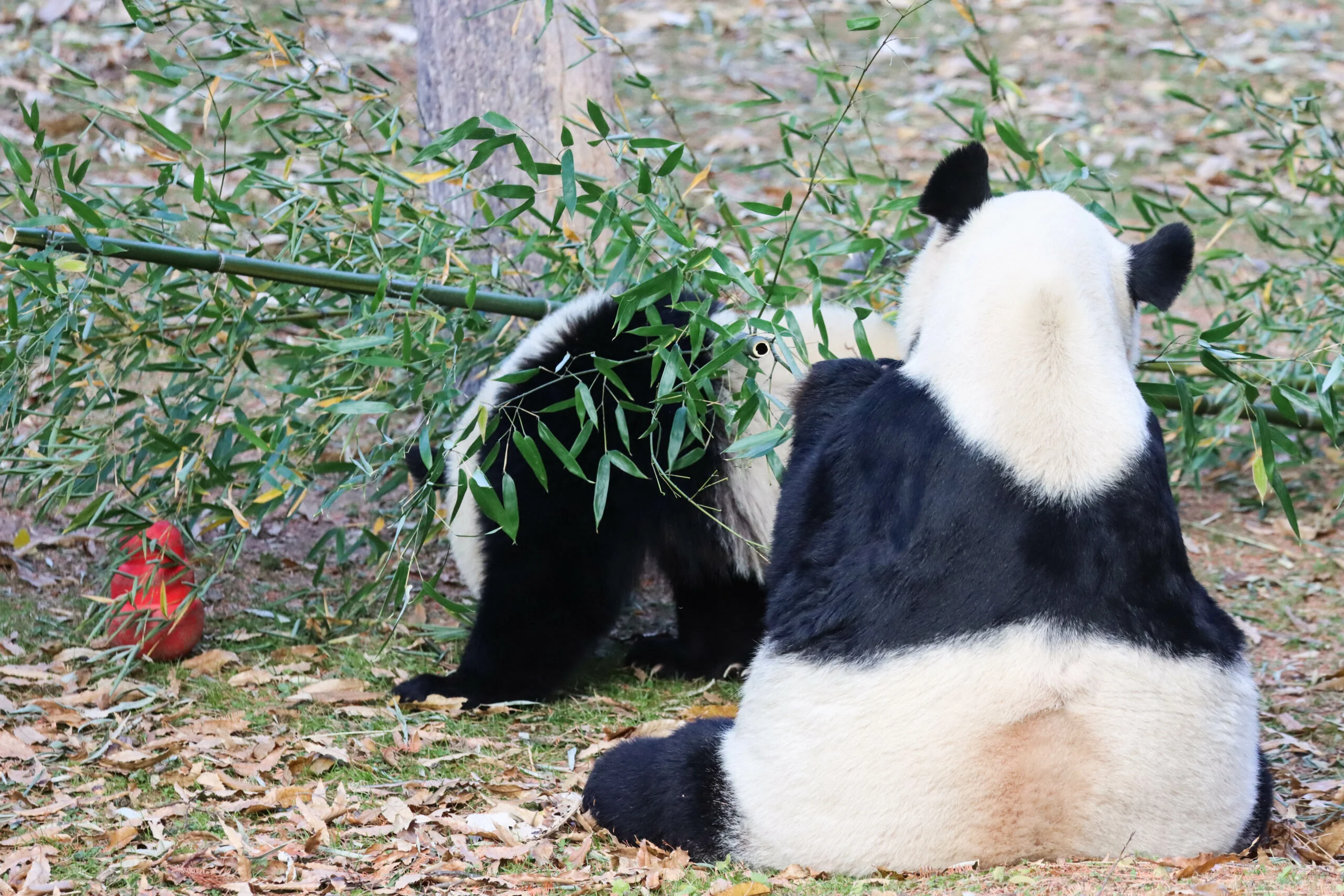 Smithsonian's National Zoo