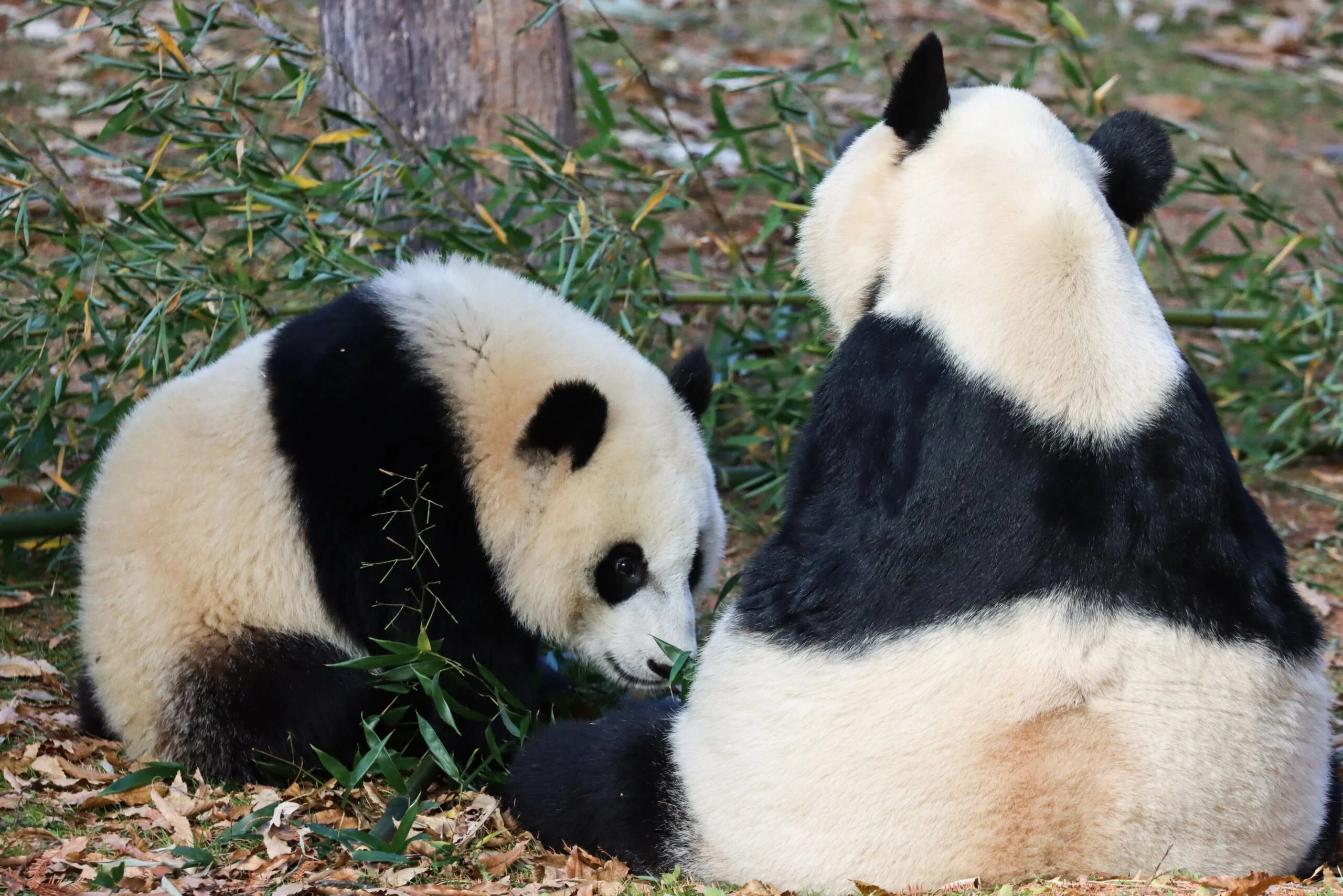 Smithsonian's National Zoo