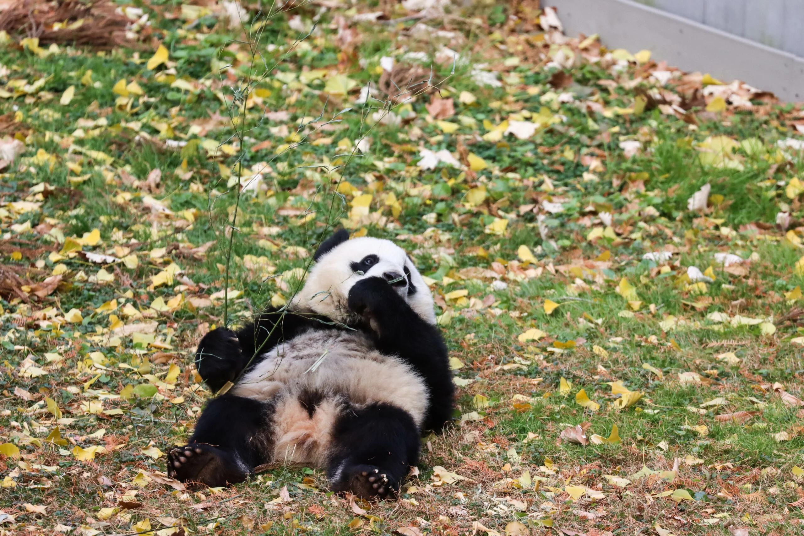 Smithsonian's National Zoo