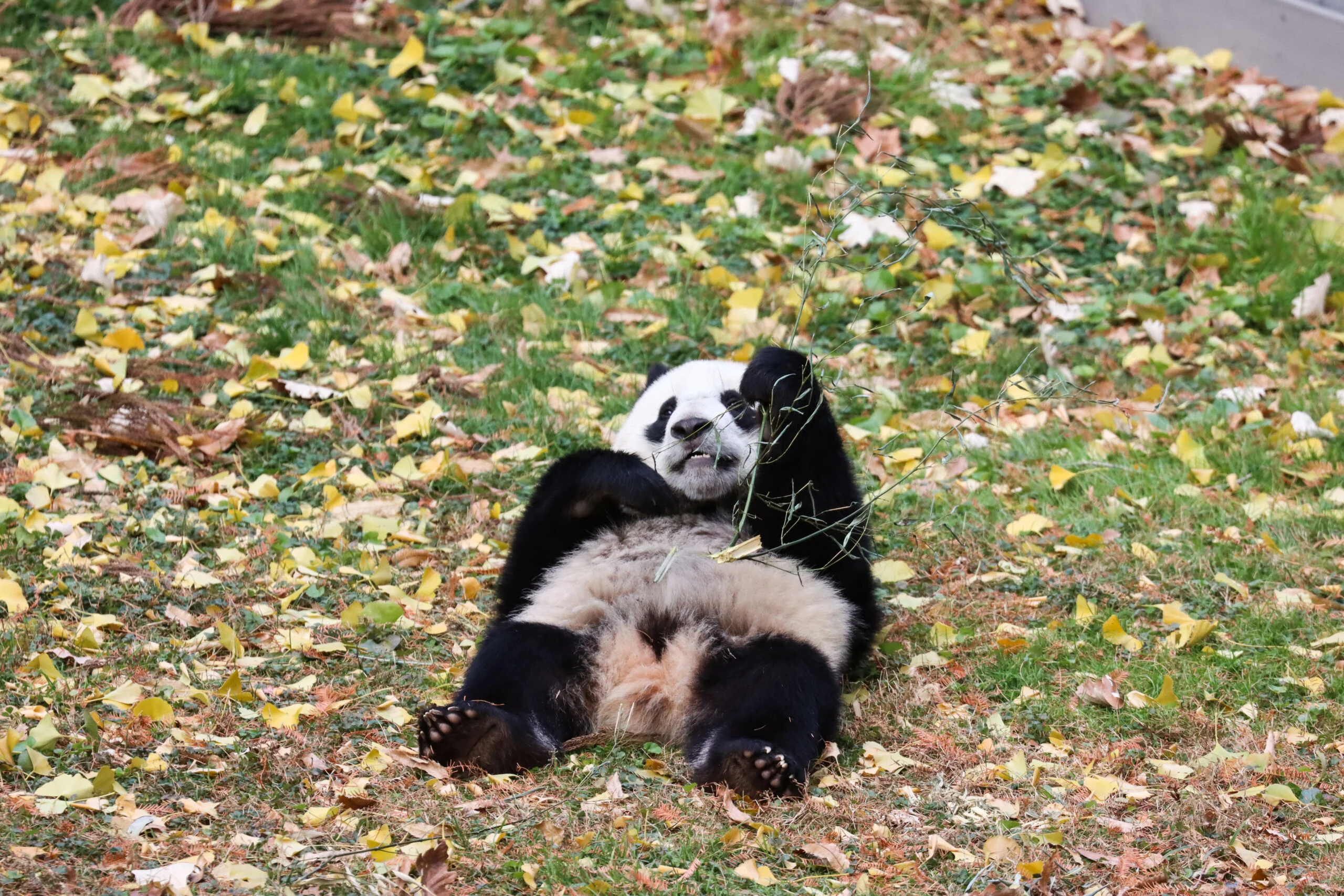 Smithsonian's National Zoo