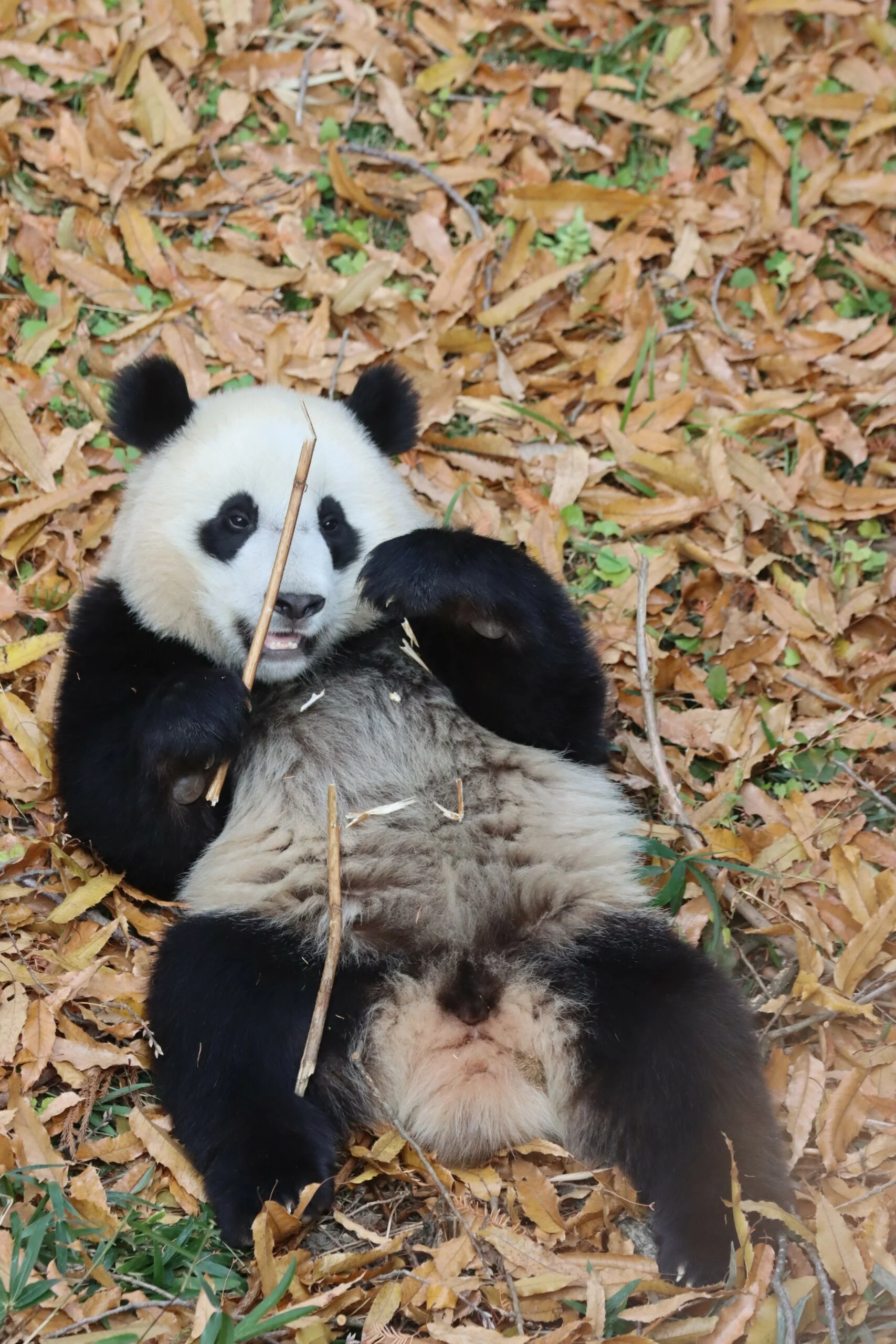 Smithsonian's National Zoo