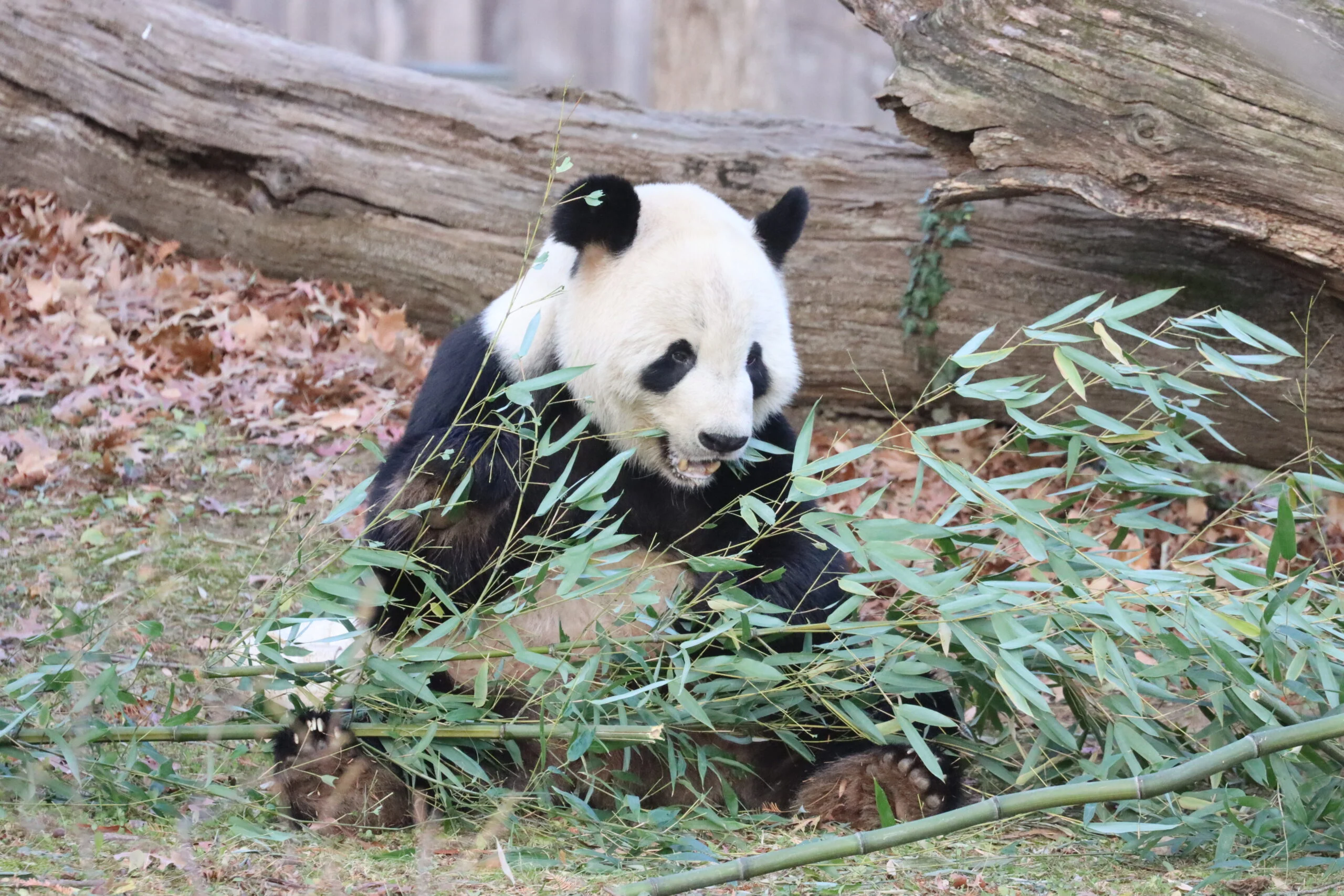 Smithsonian's National Zoo