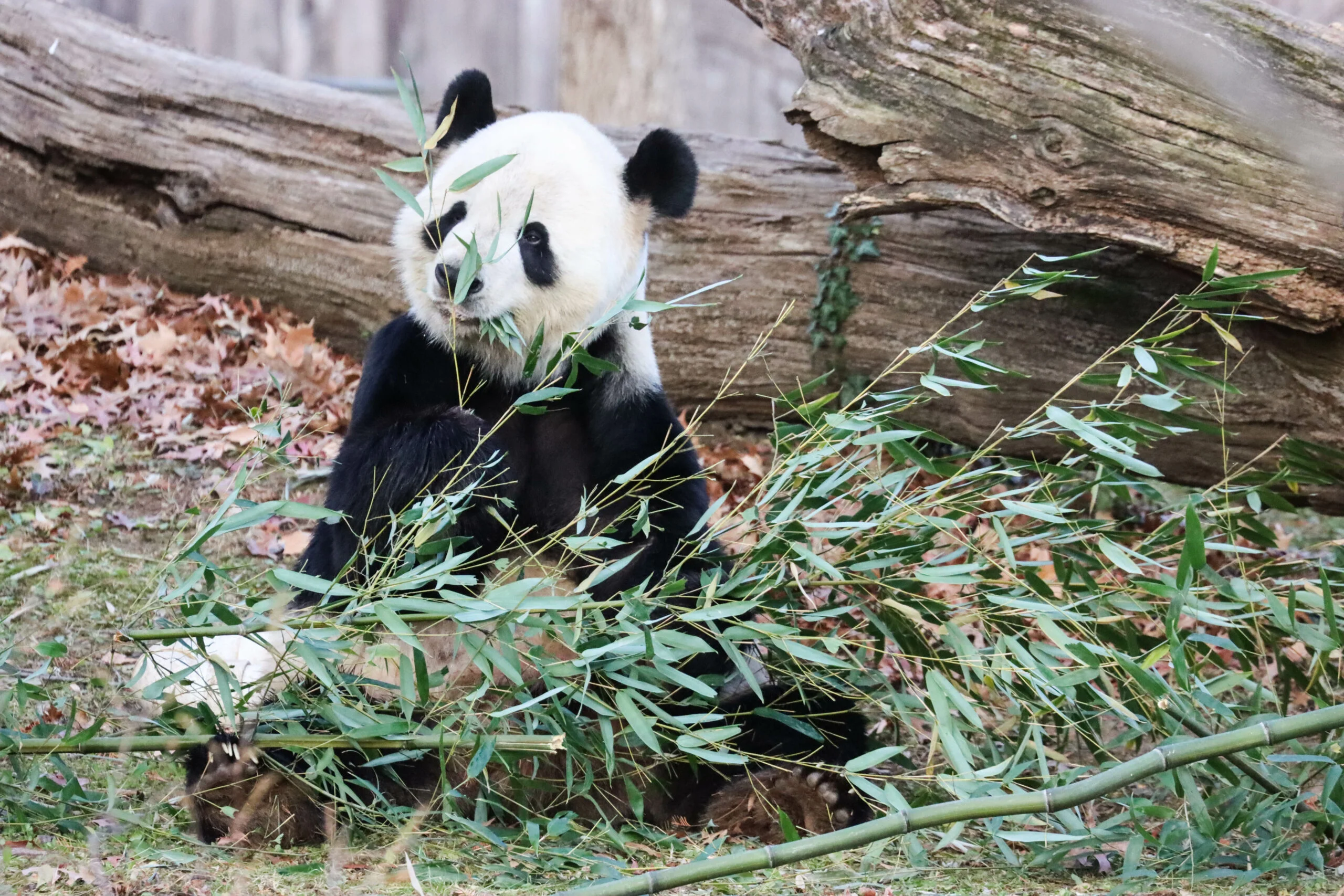 Smithsonian's National Zoo