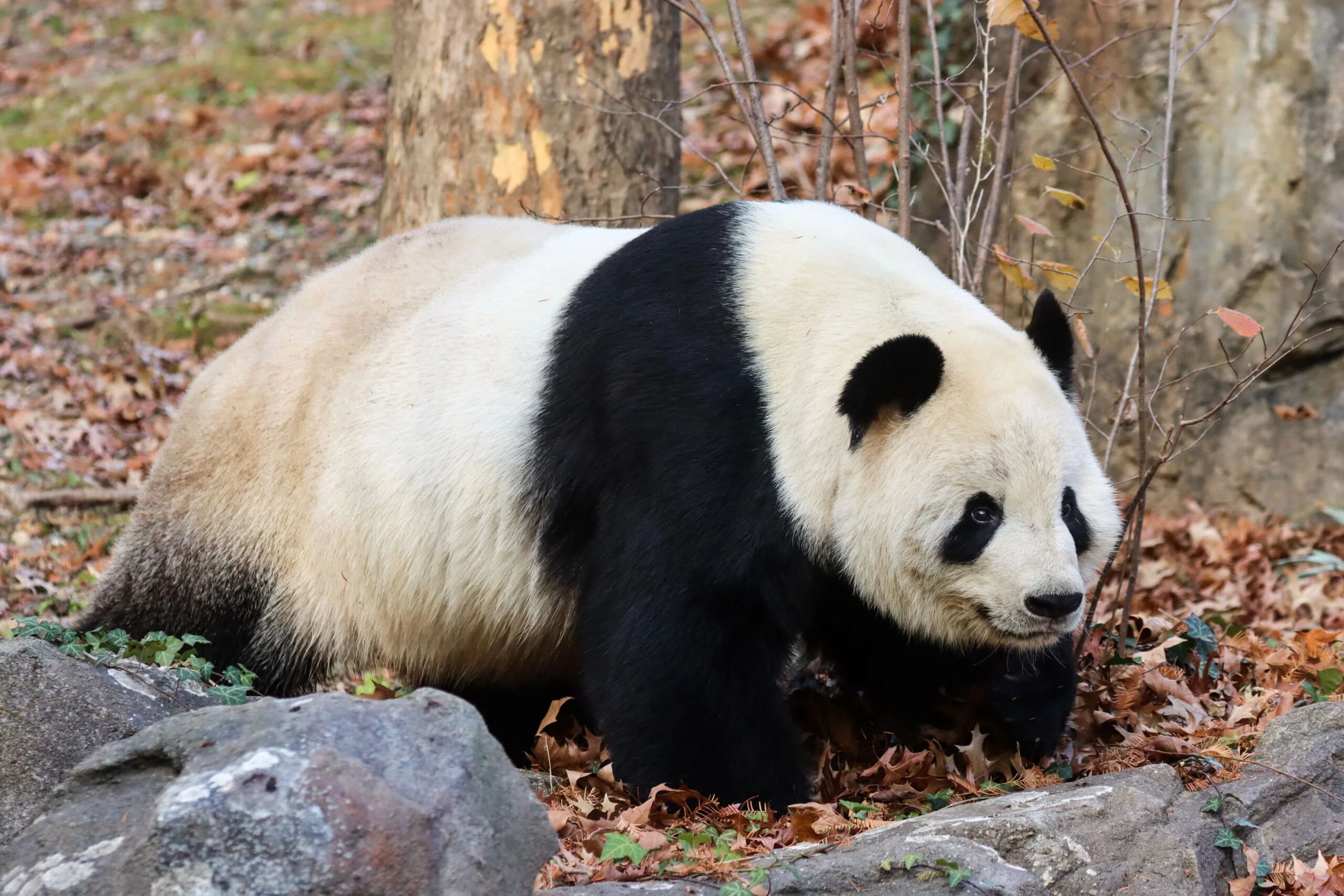 Smithsonian's National Zoo