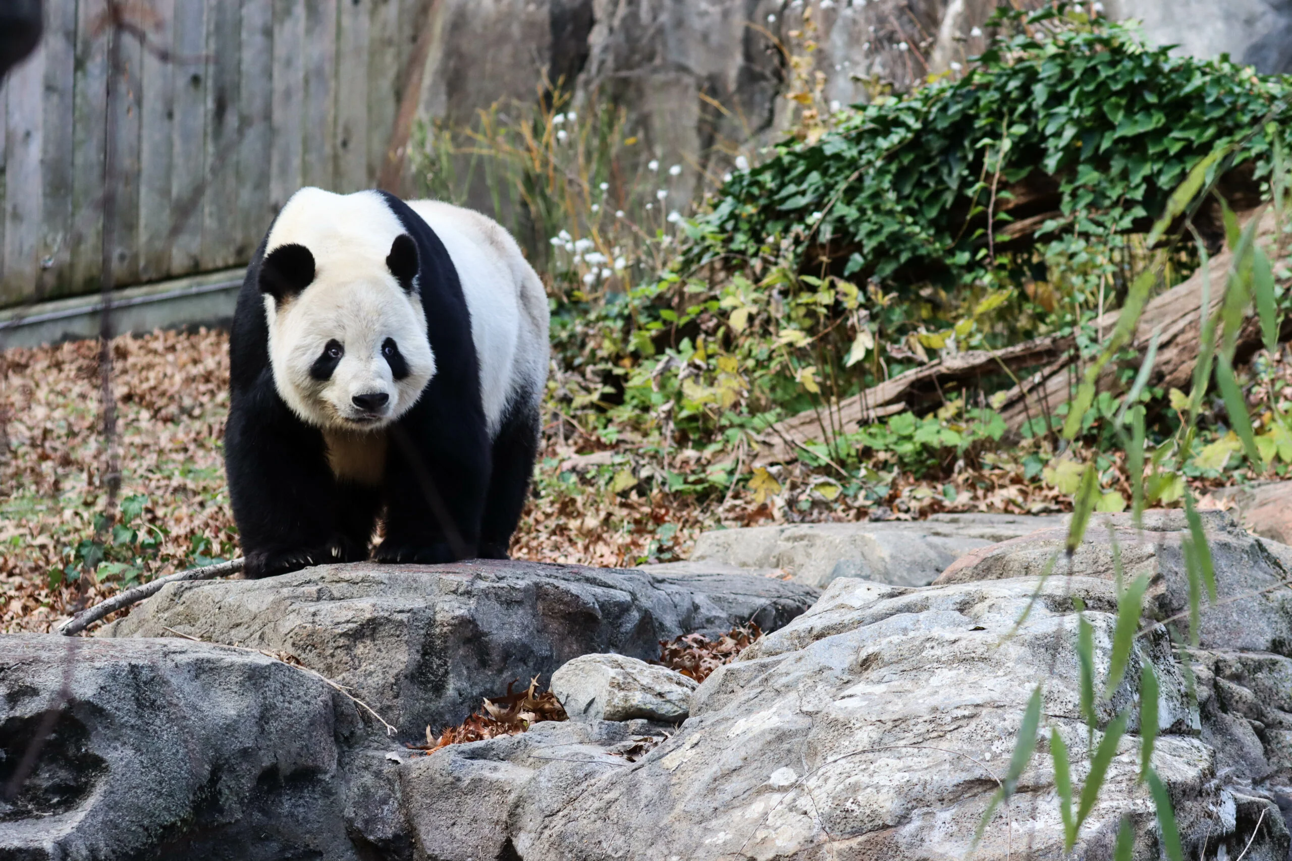 Smithsonian's National Zoo