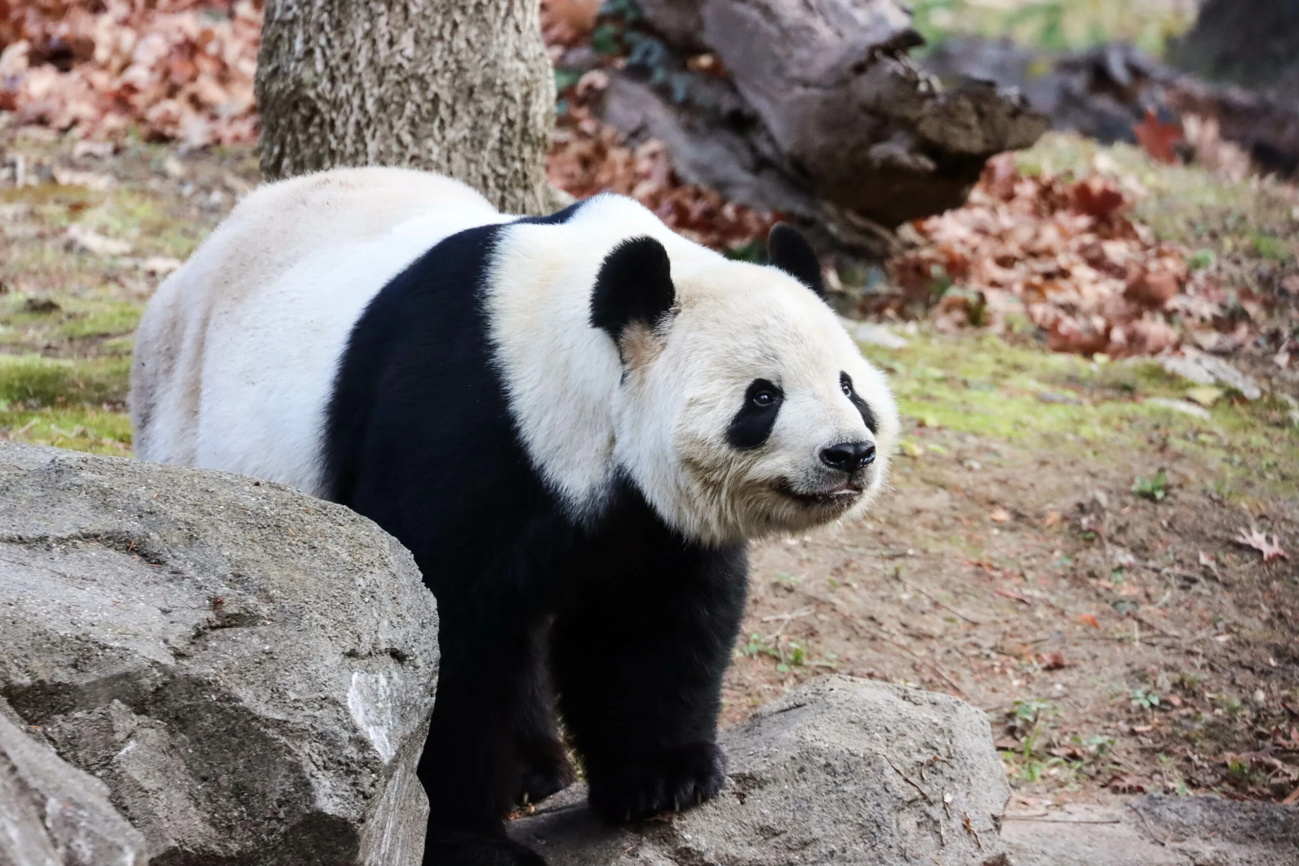 Smithsonian's National Zoo