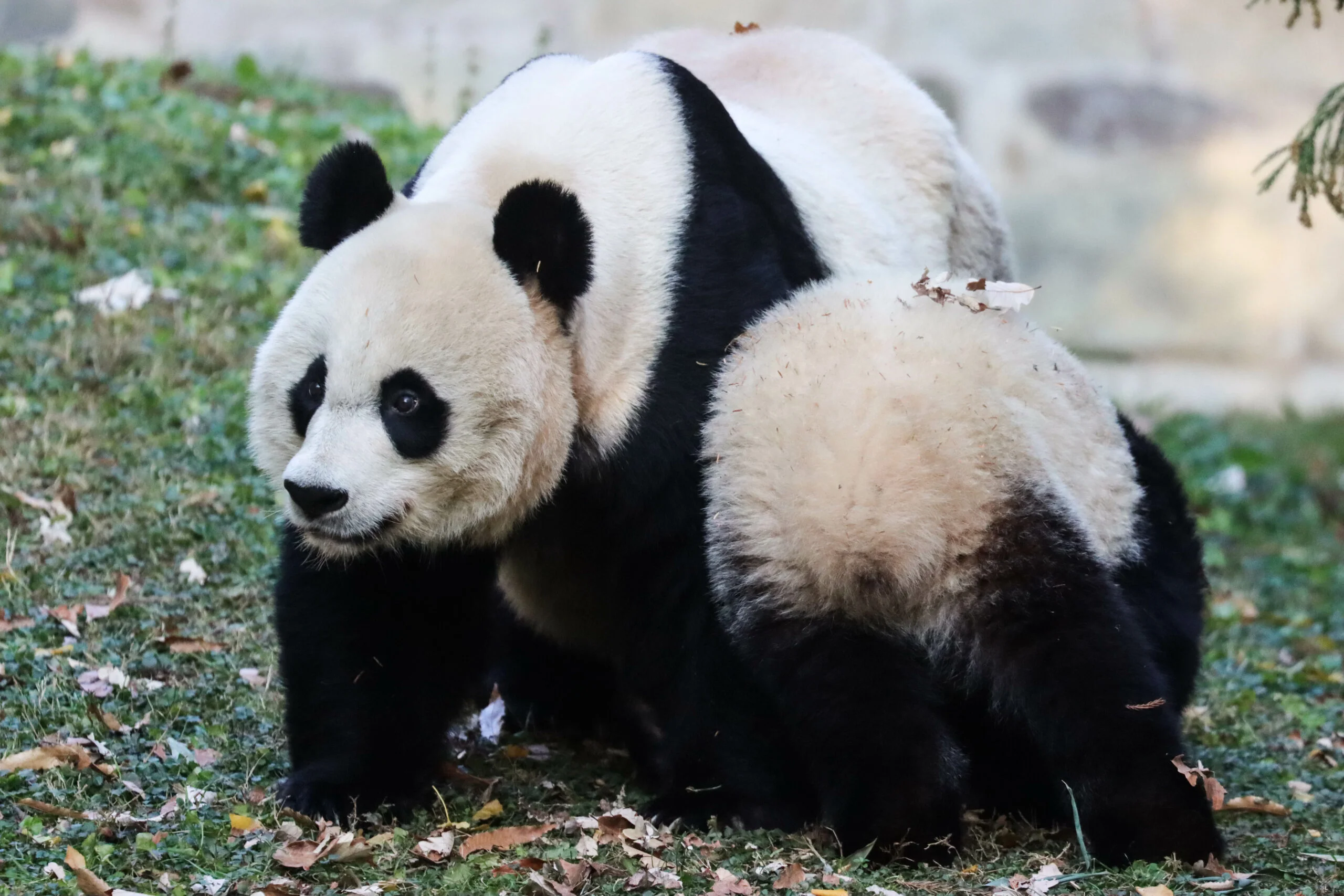 Smithsonian's National Zoo
