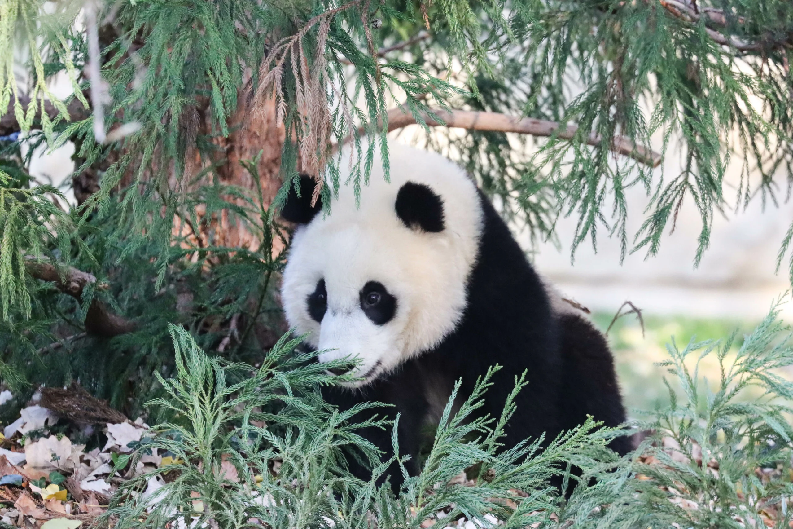 Smithsonian's National Zoo