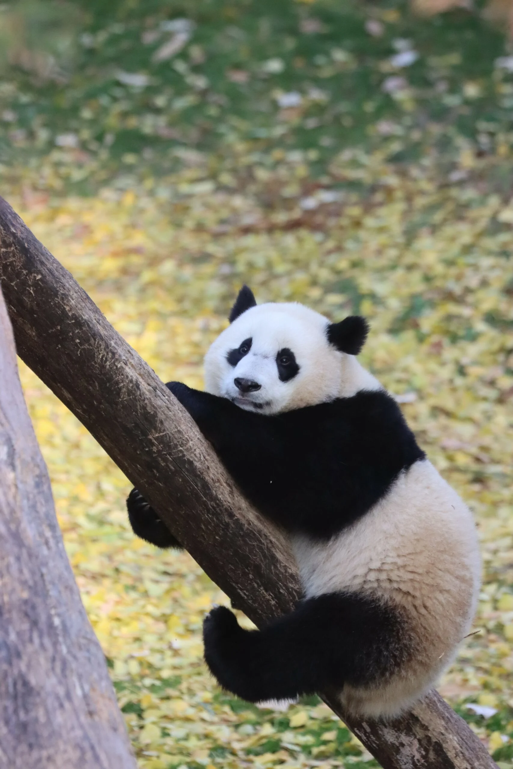 Smithsonian's National Zoo