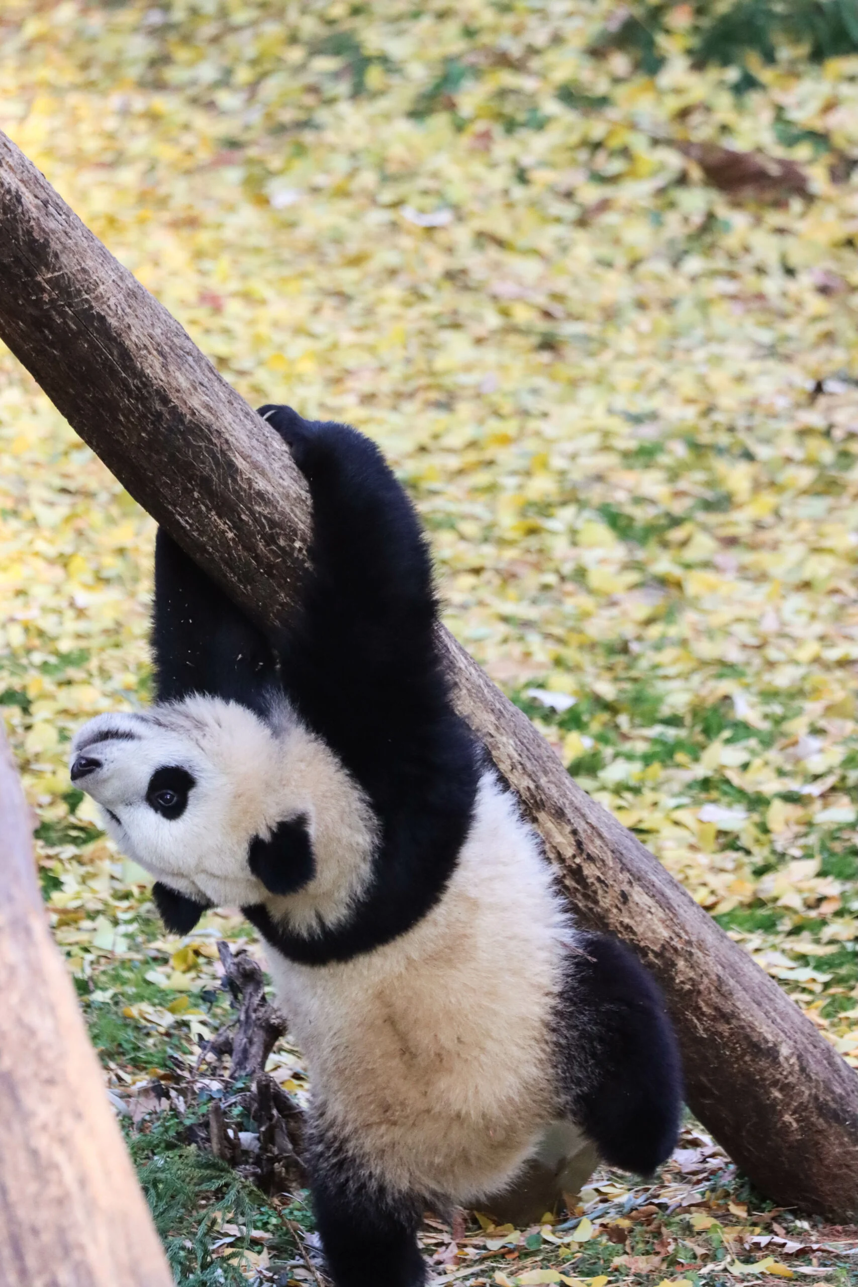 Smithsonian's National Zoo