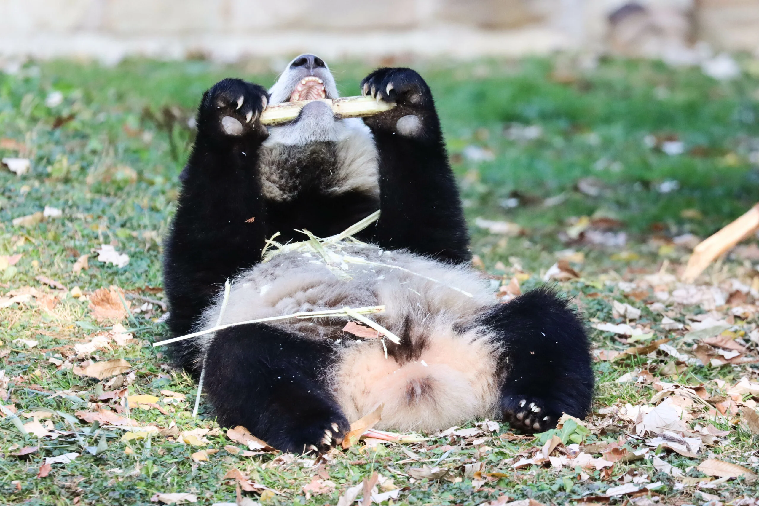 Smithsonian's National Zoo