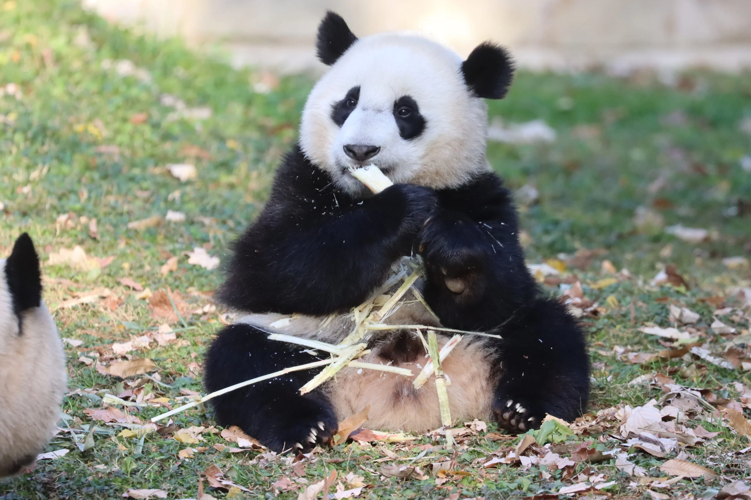 Smithsonian's National Zoo