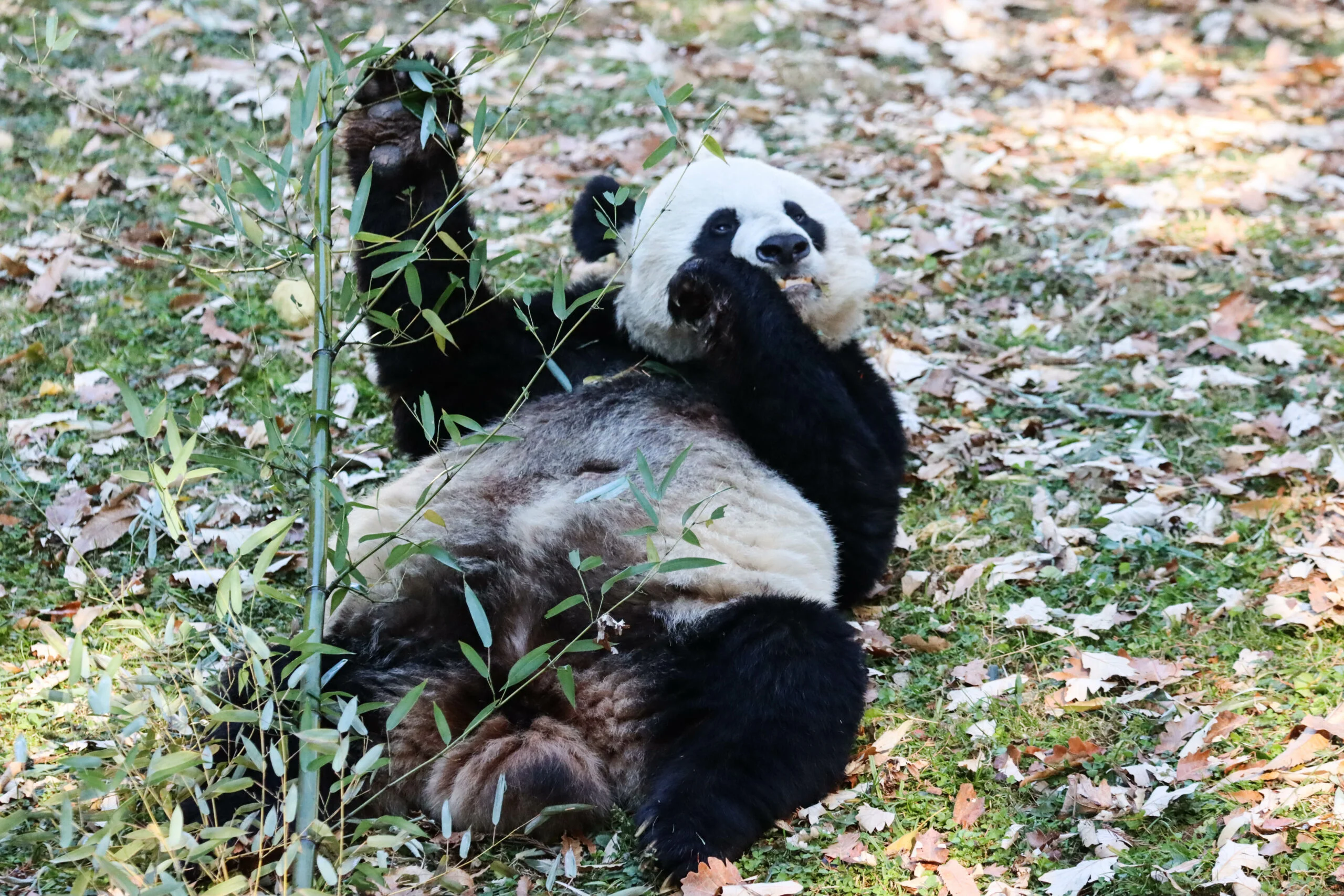 Smithsonian's National Zoo