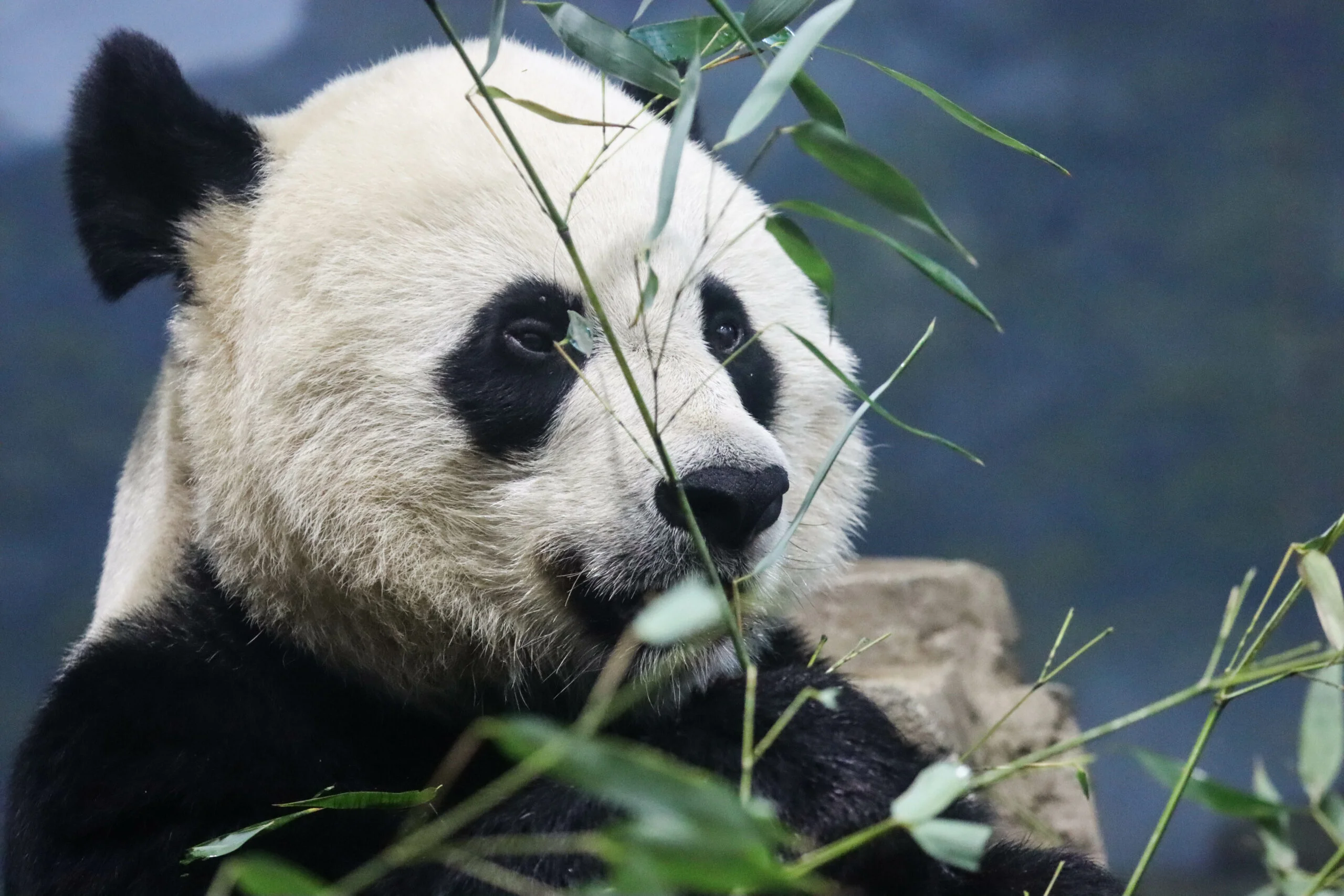 Smithsonian's National Zoo