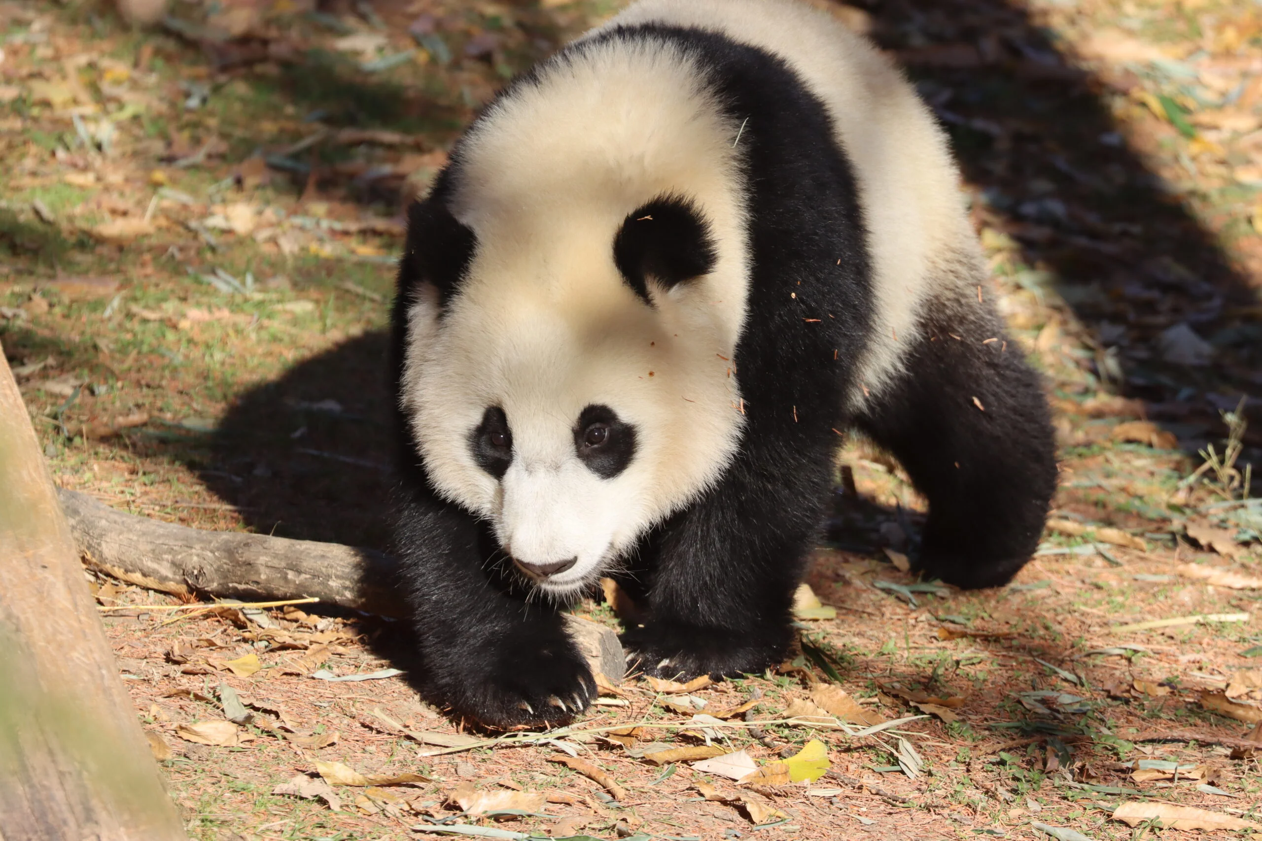 Smithsonian's National Zoo