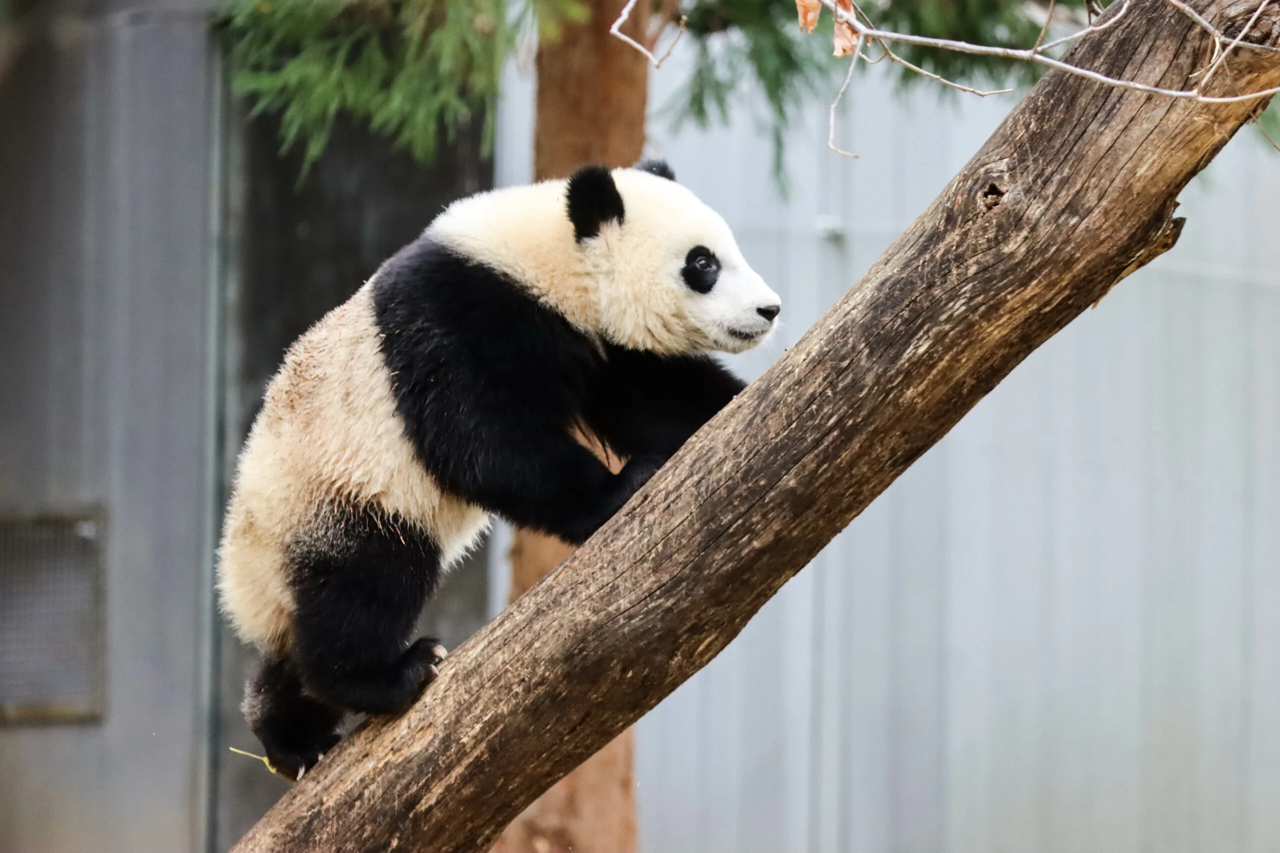 Smithsonian's National Zoo