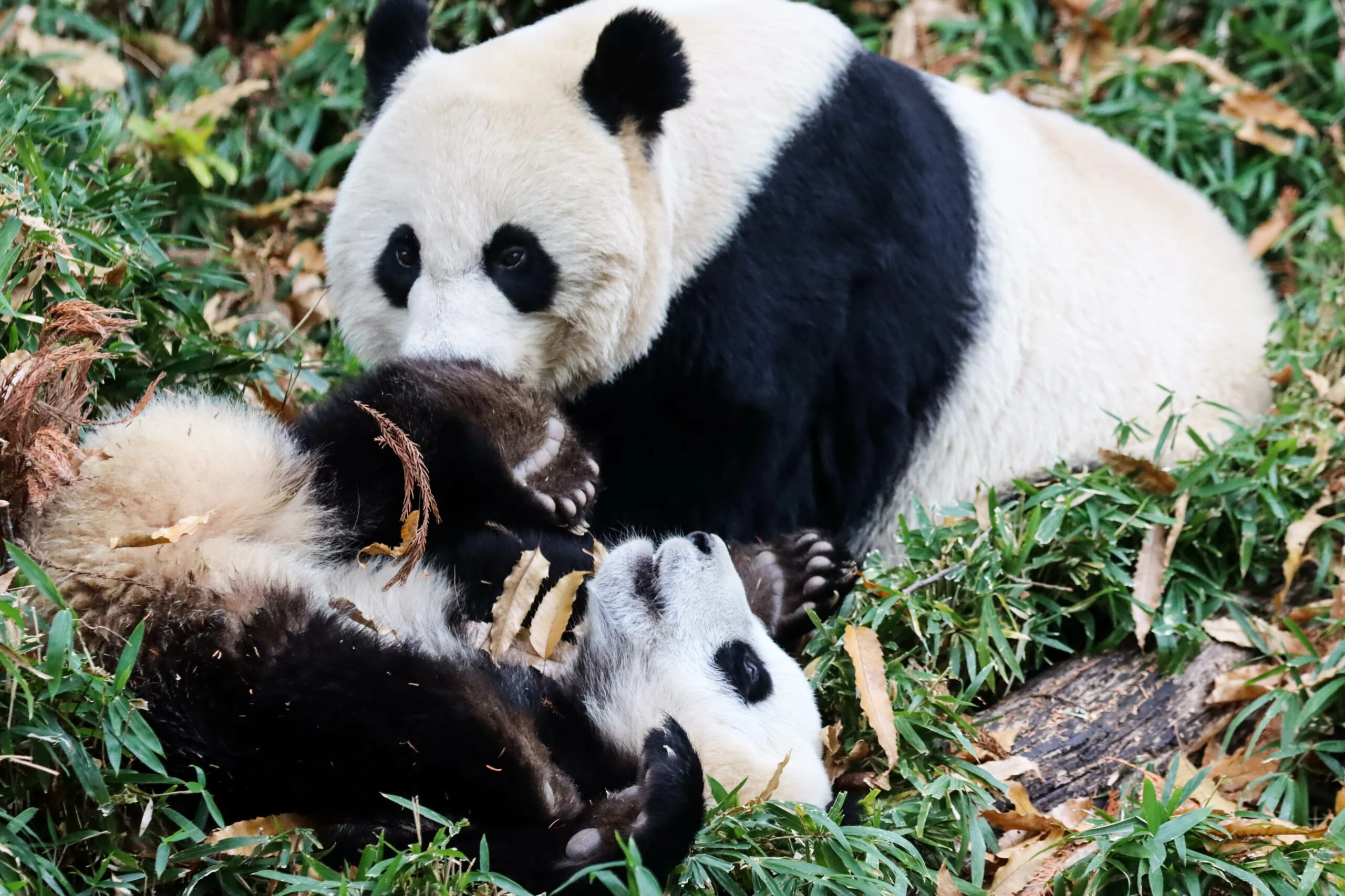 Smithsonian's National Zoo