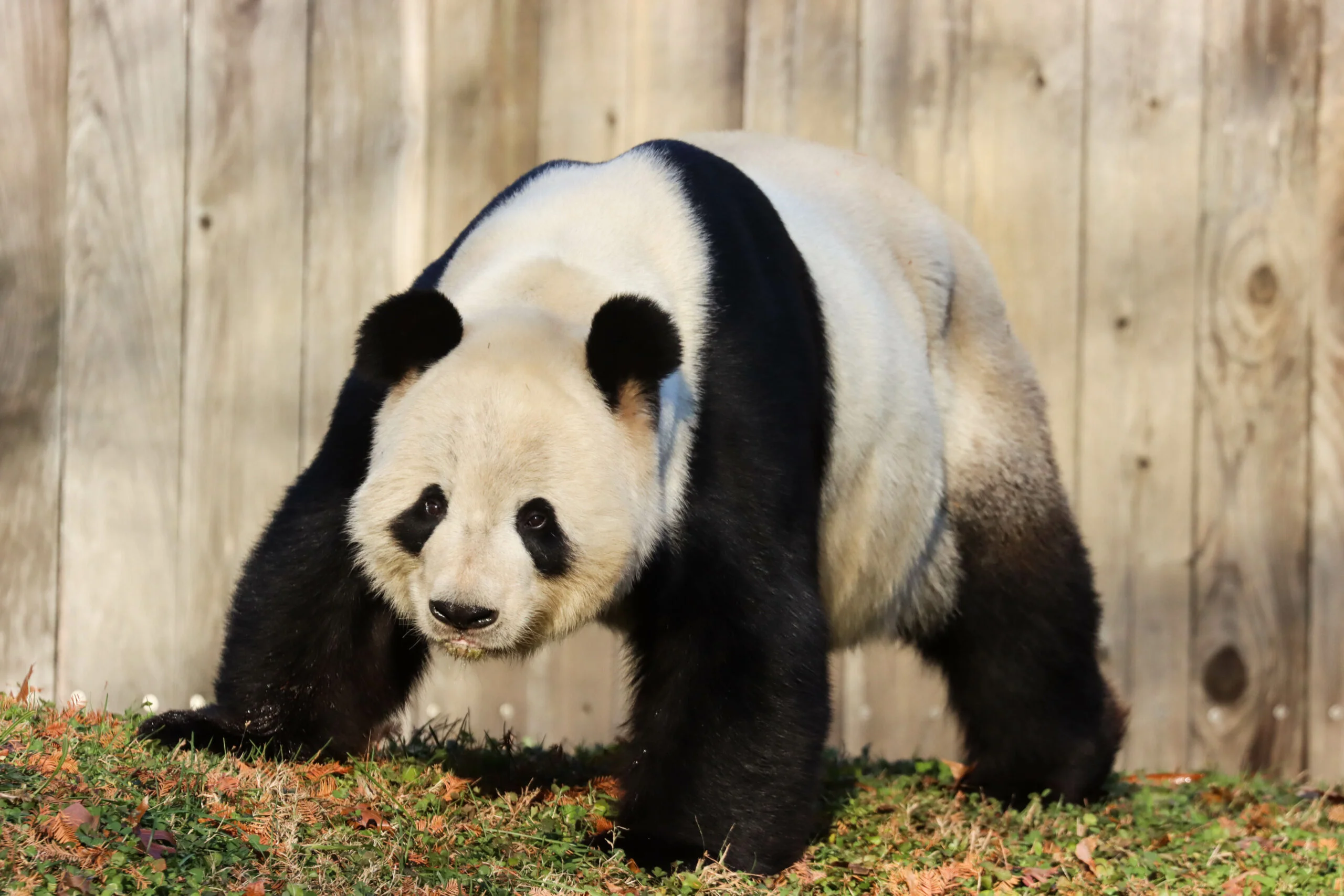 Smithsonian's National Zoo