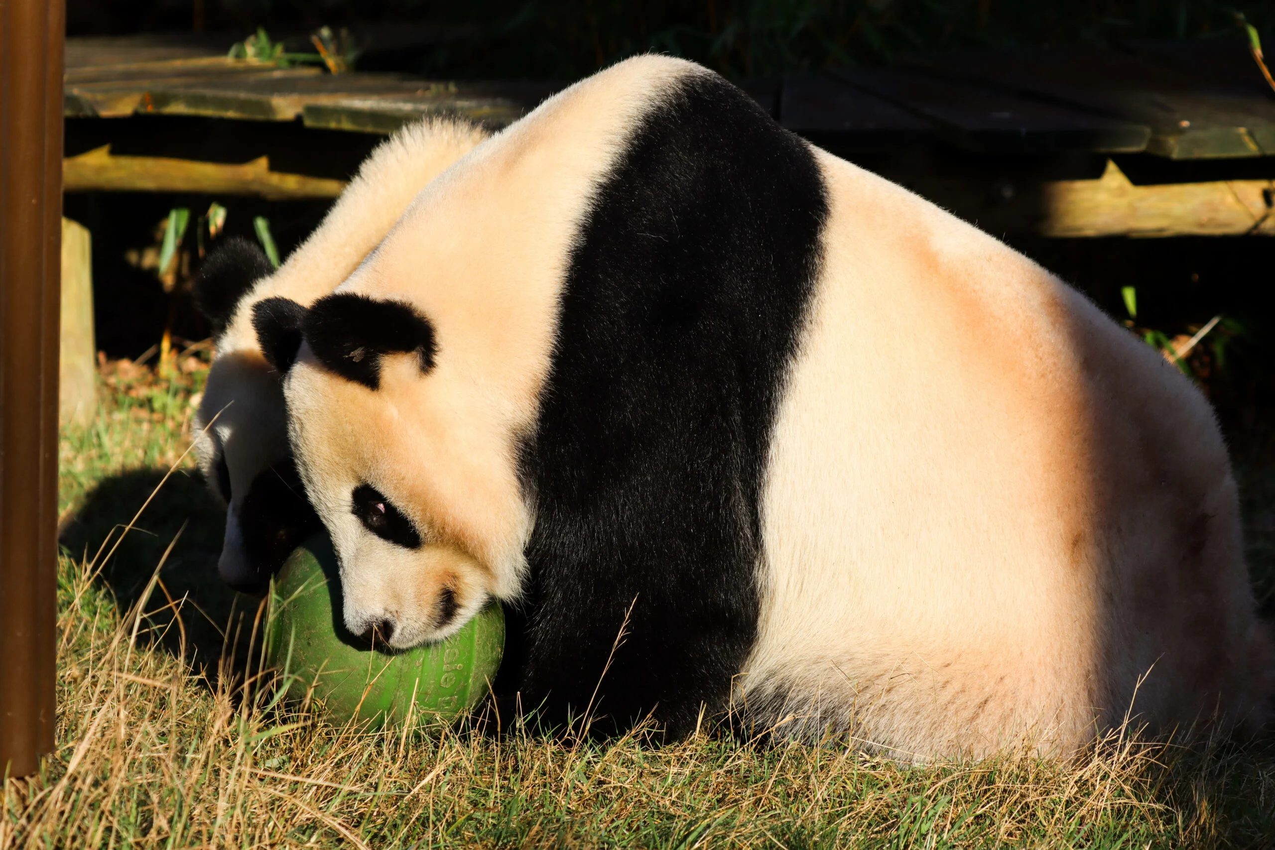 Ouwehands Dierenpark Rhenen