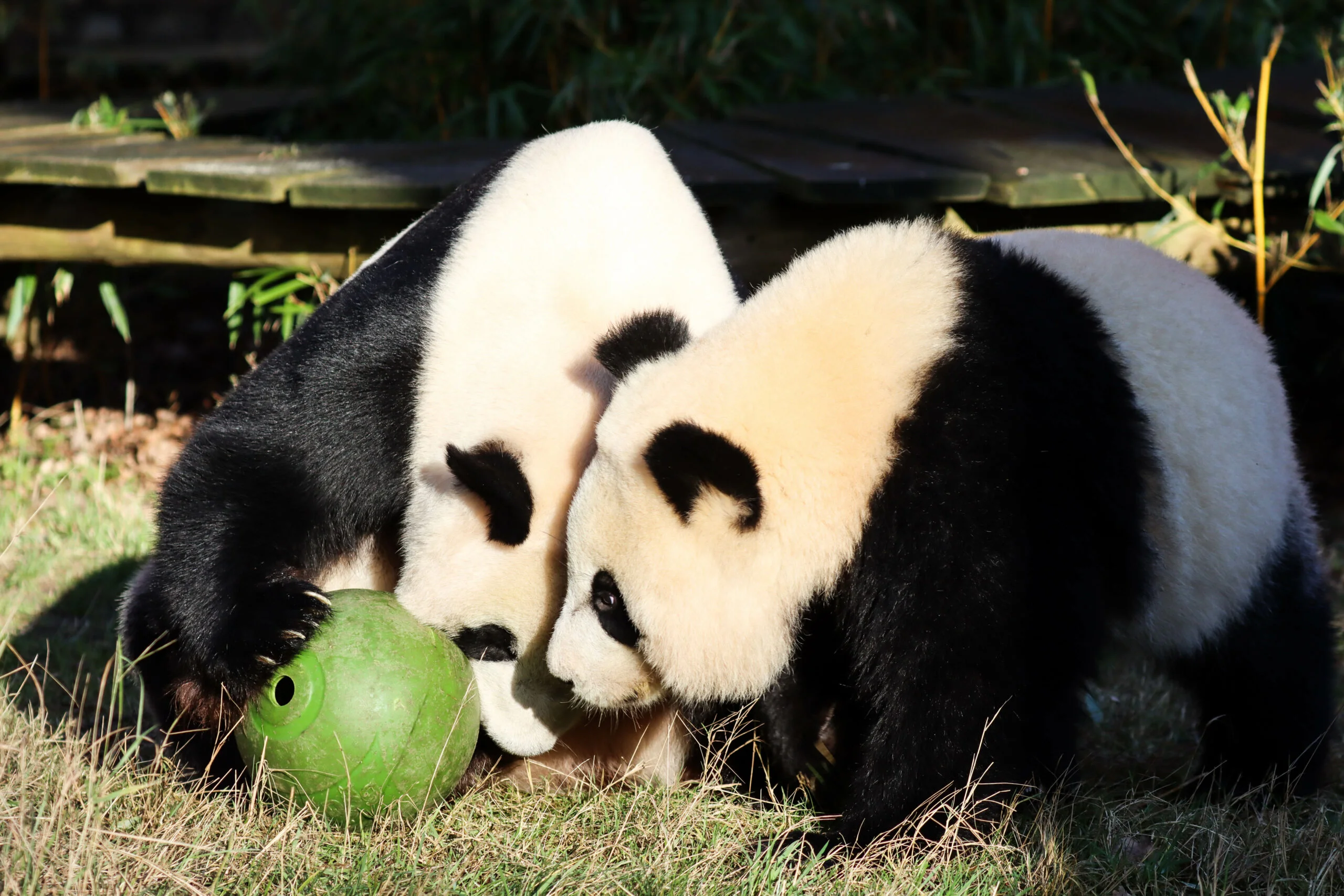 Ouwehands Dierenpark Rhenen