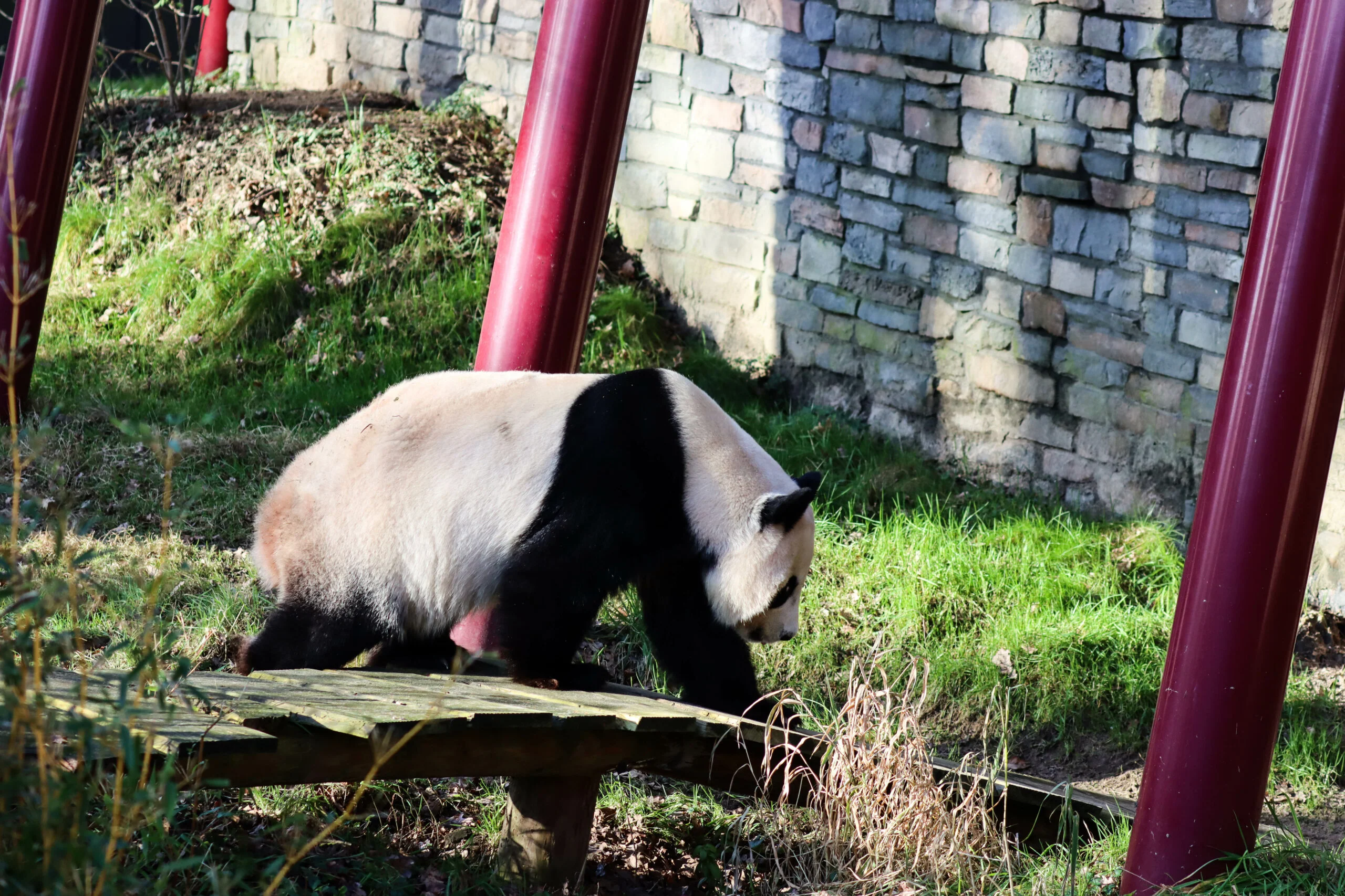 Ouwehands Dierenpark Rhenen