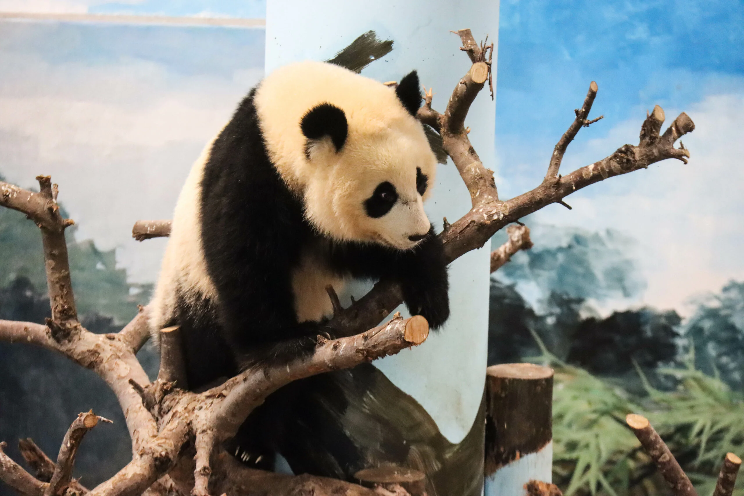 Ouwehands Dierenpark Rhenen