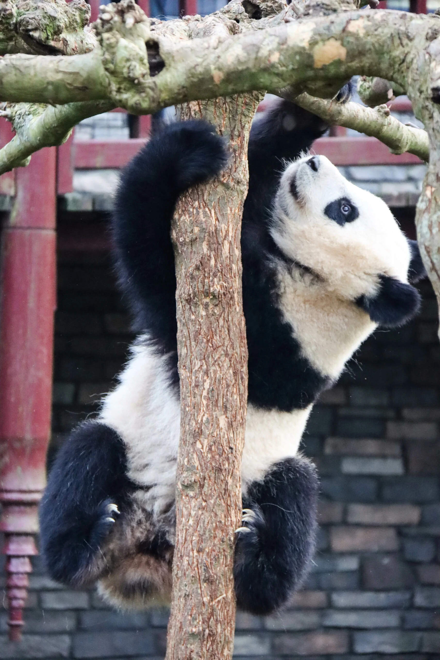 Ouwehands Dierenpark Rhenen