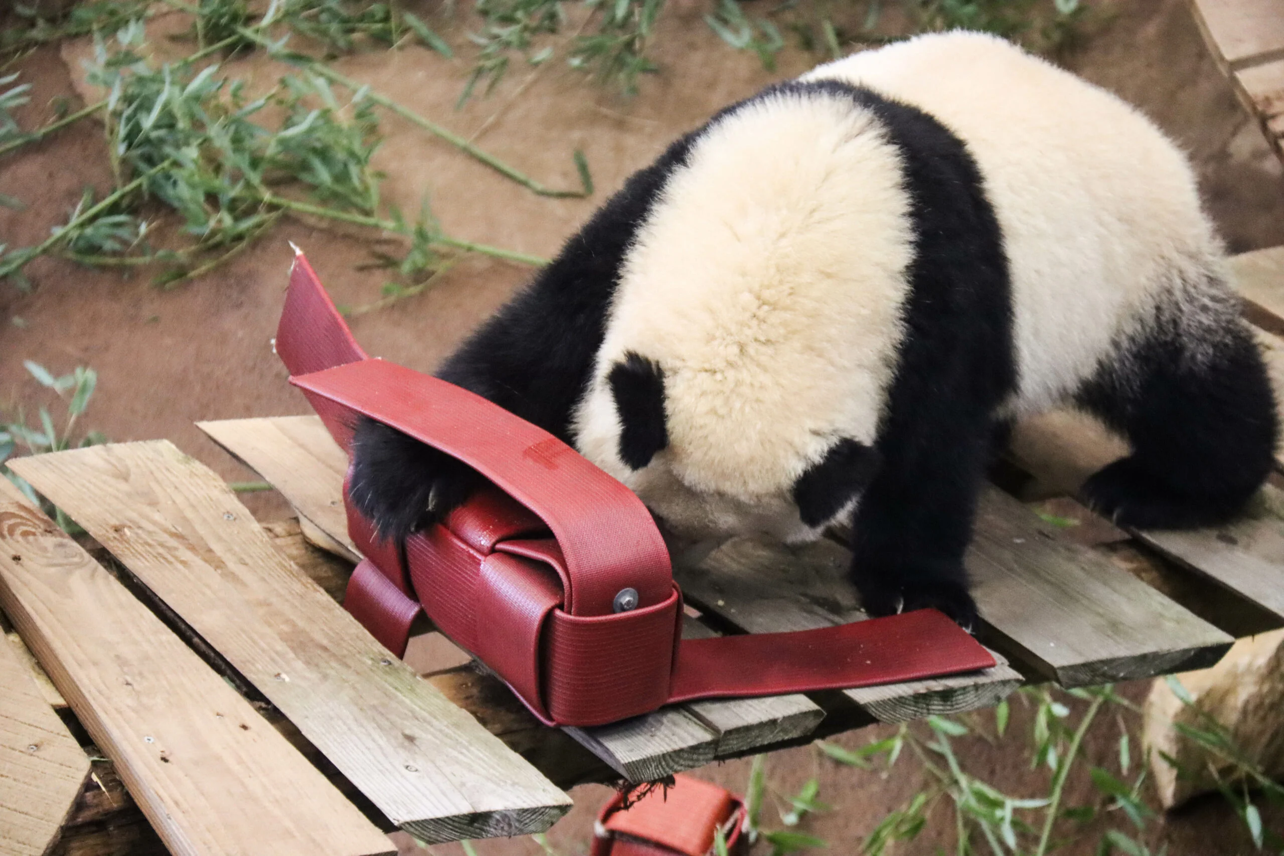 Ouwehands Dierenpark Rhenen