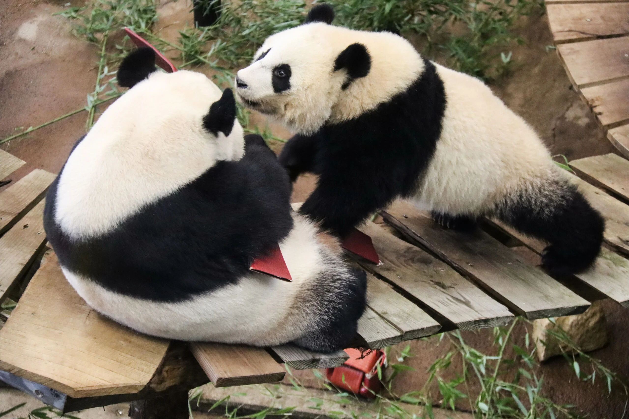 Ouwehands Dierenpark Rhenen