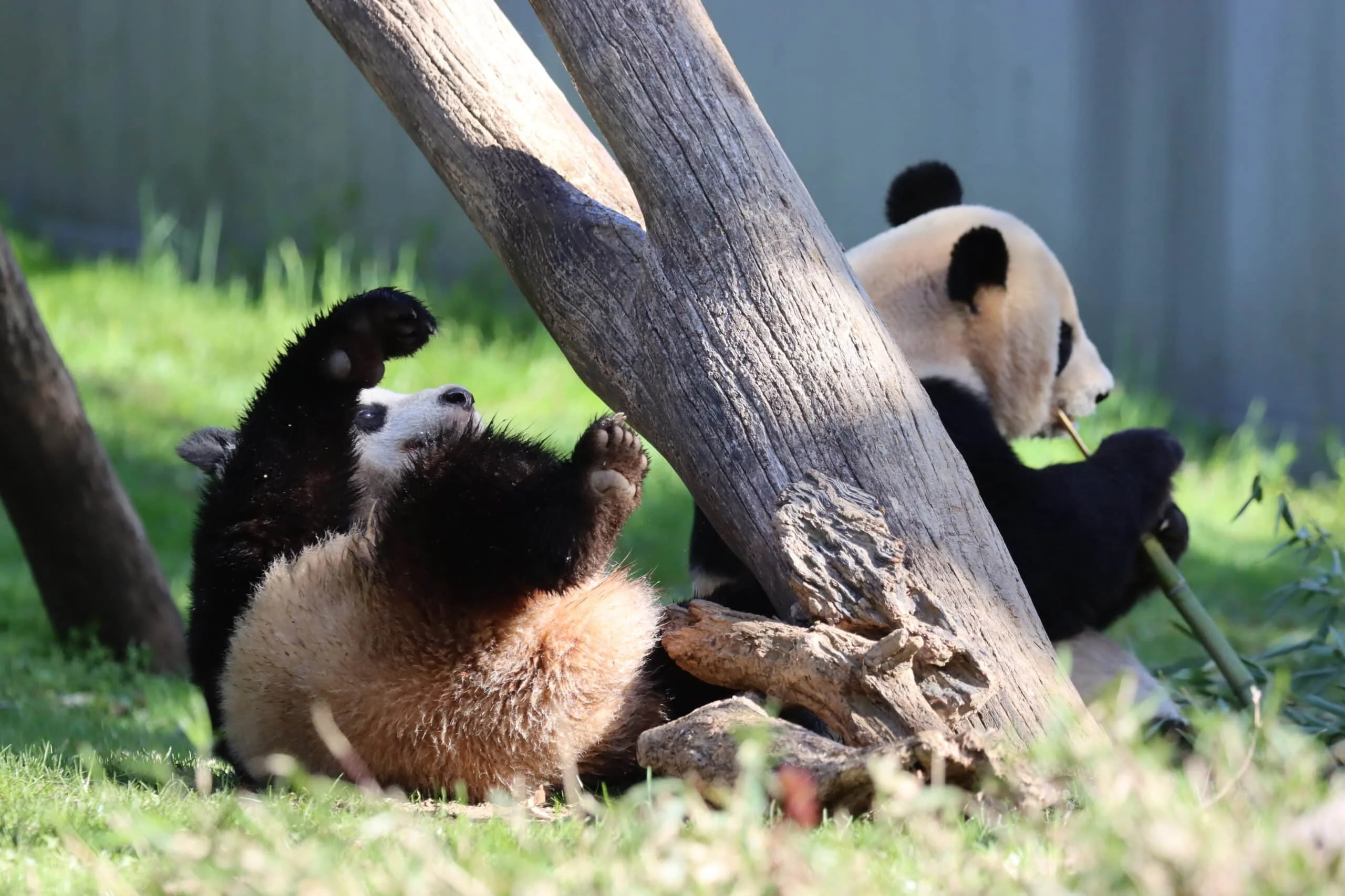 Smithsonian's National Zoo