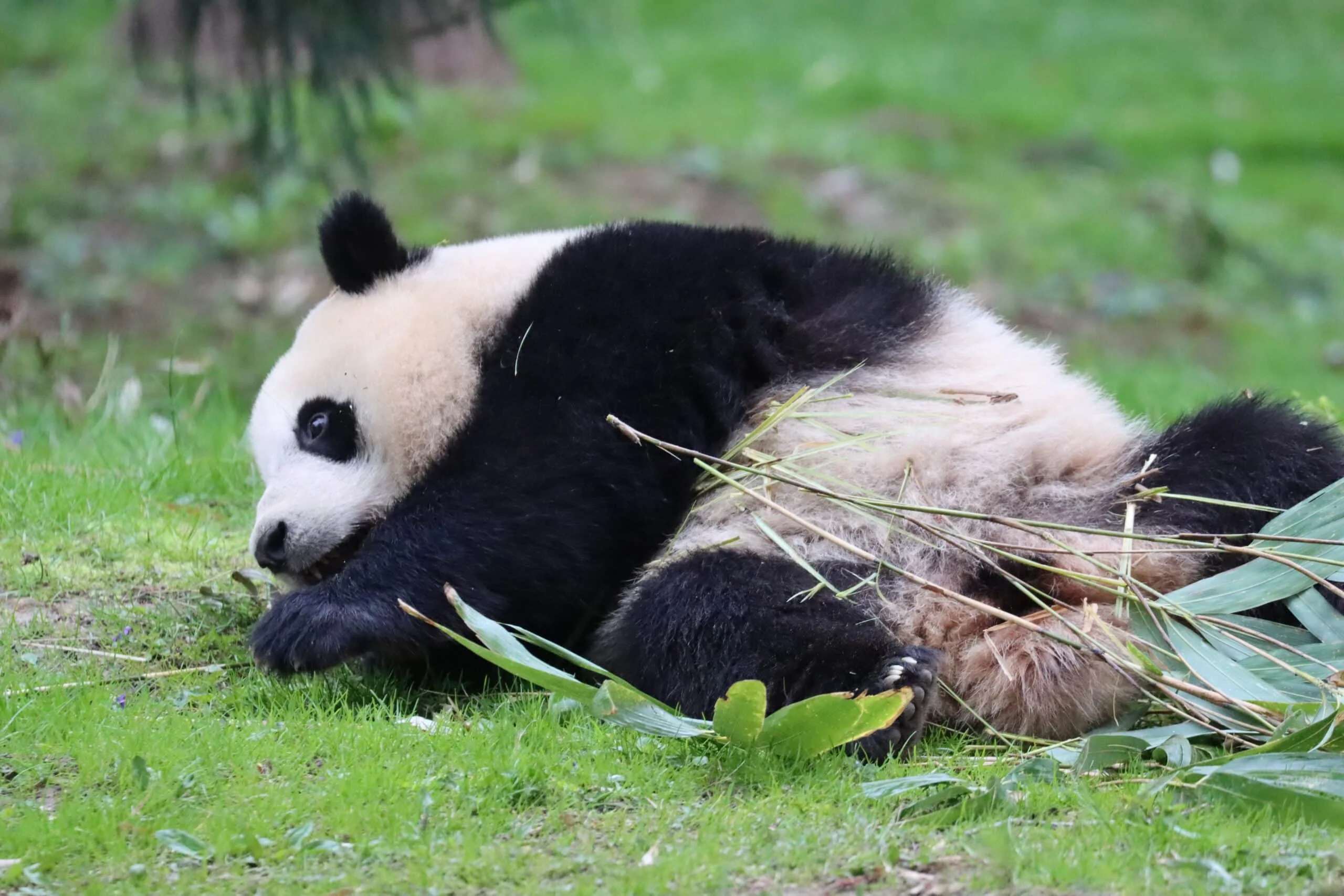 Smithsonian's National Zoo
