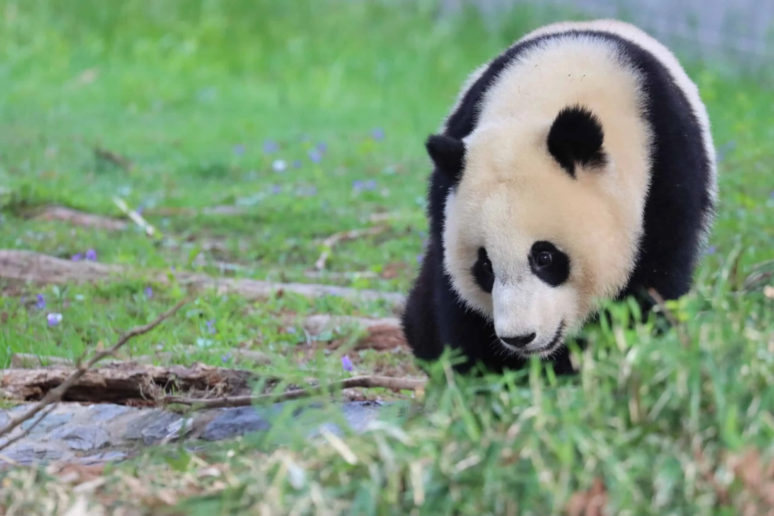 Smithsonian's National Zoo